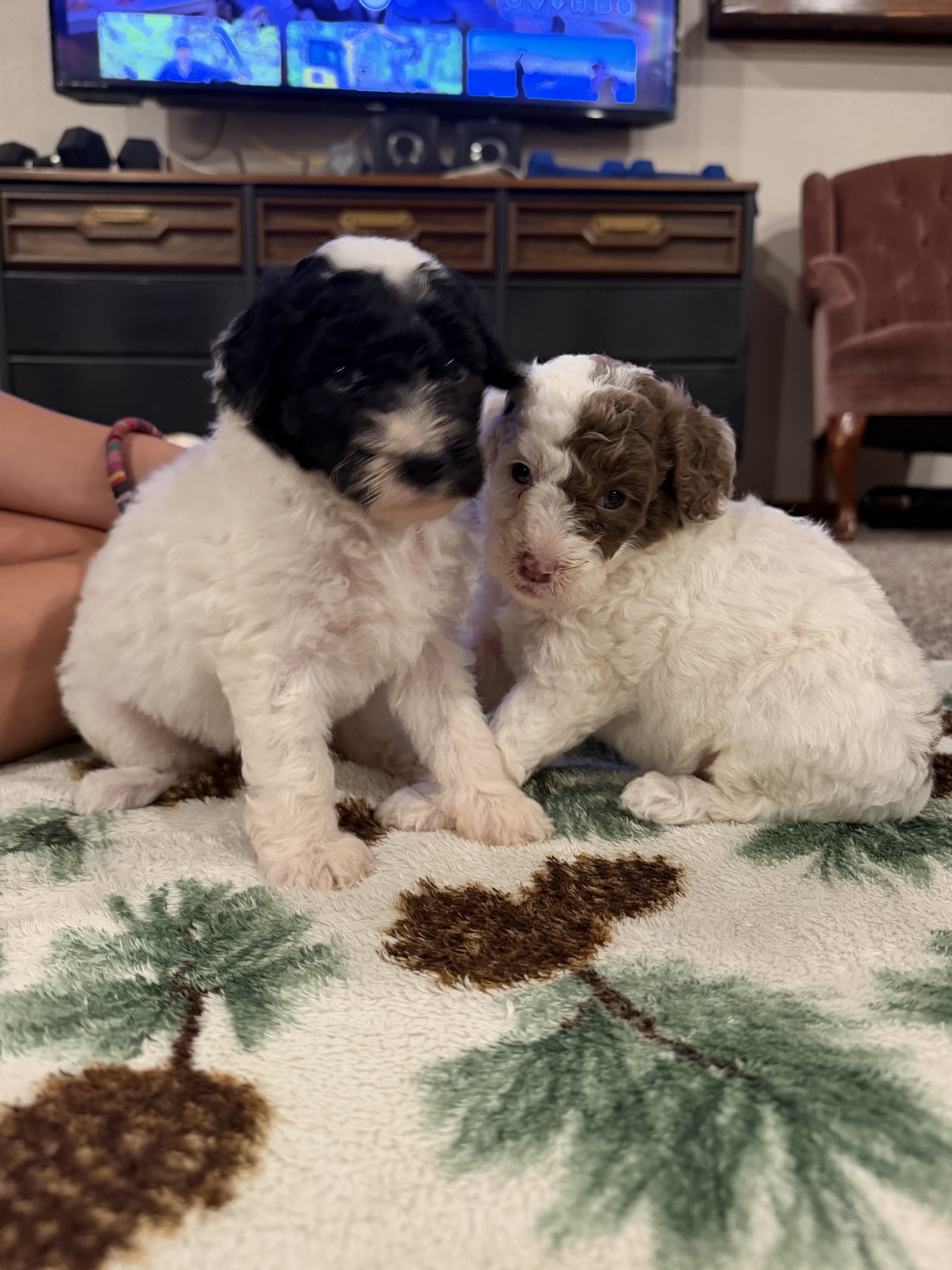 Aussiedoodle image 6