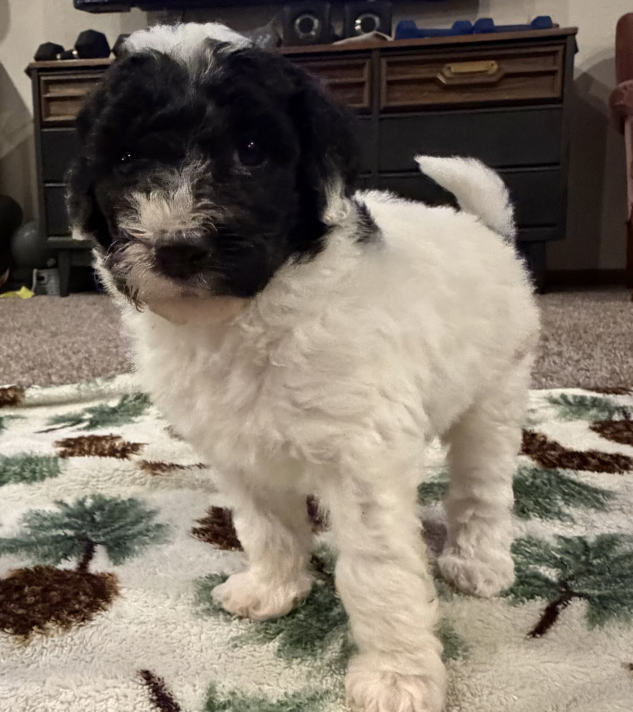 Aussiedoodle image 5