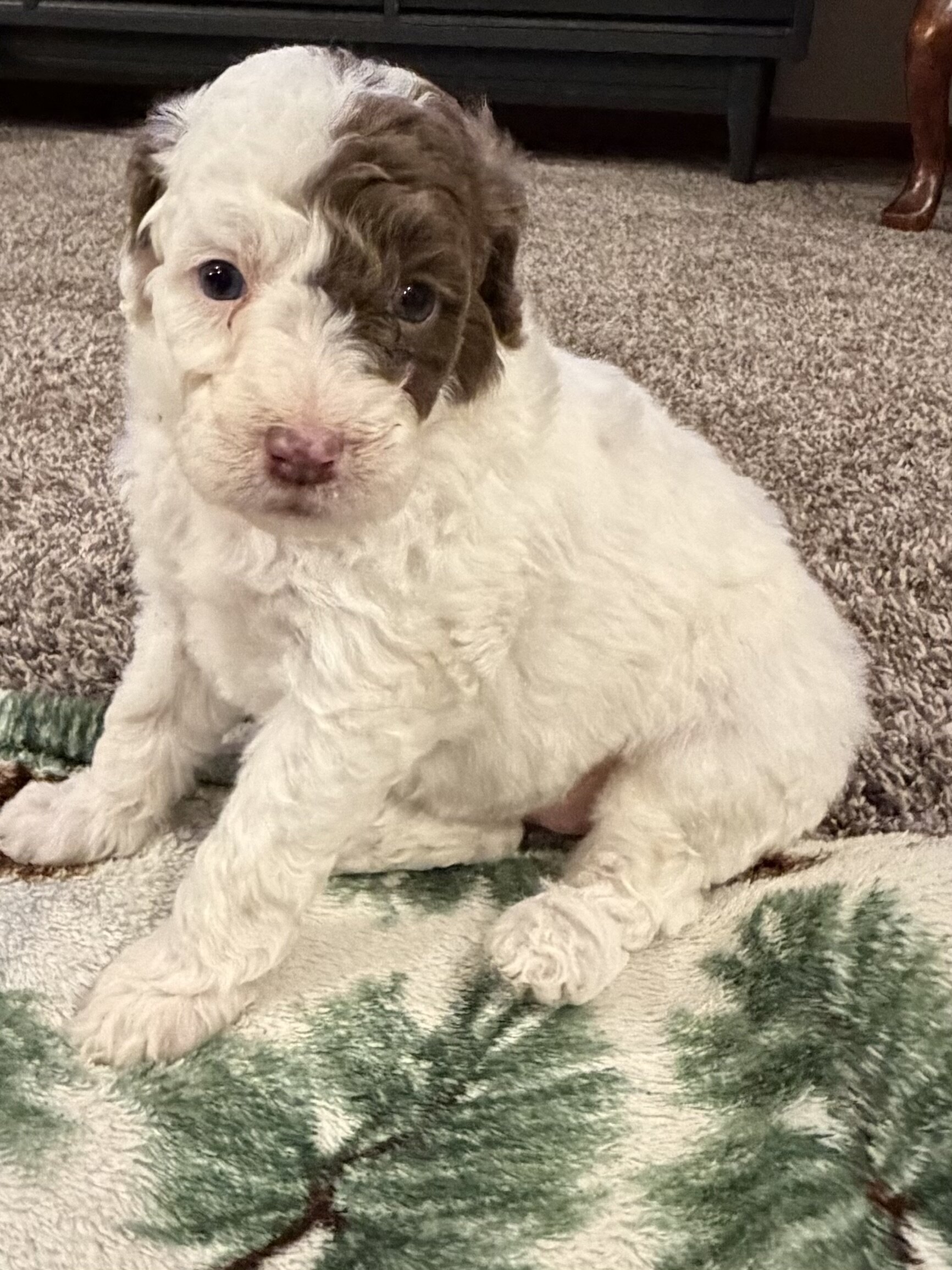 Aussiedoodle image 4