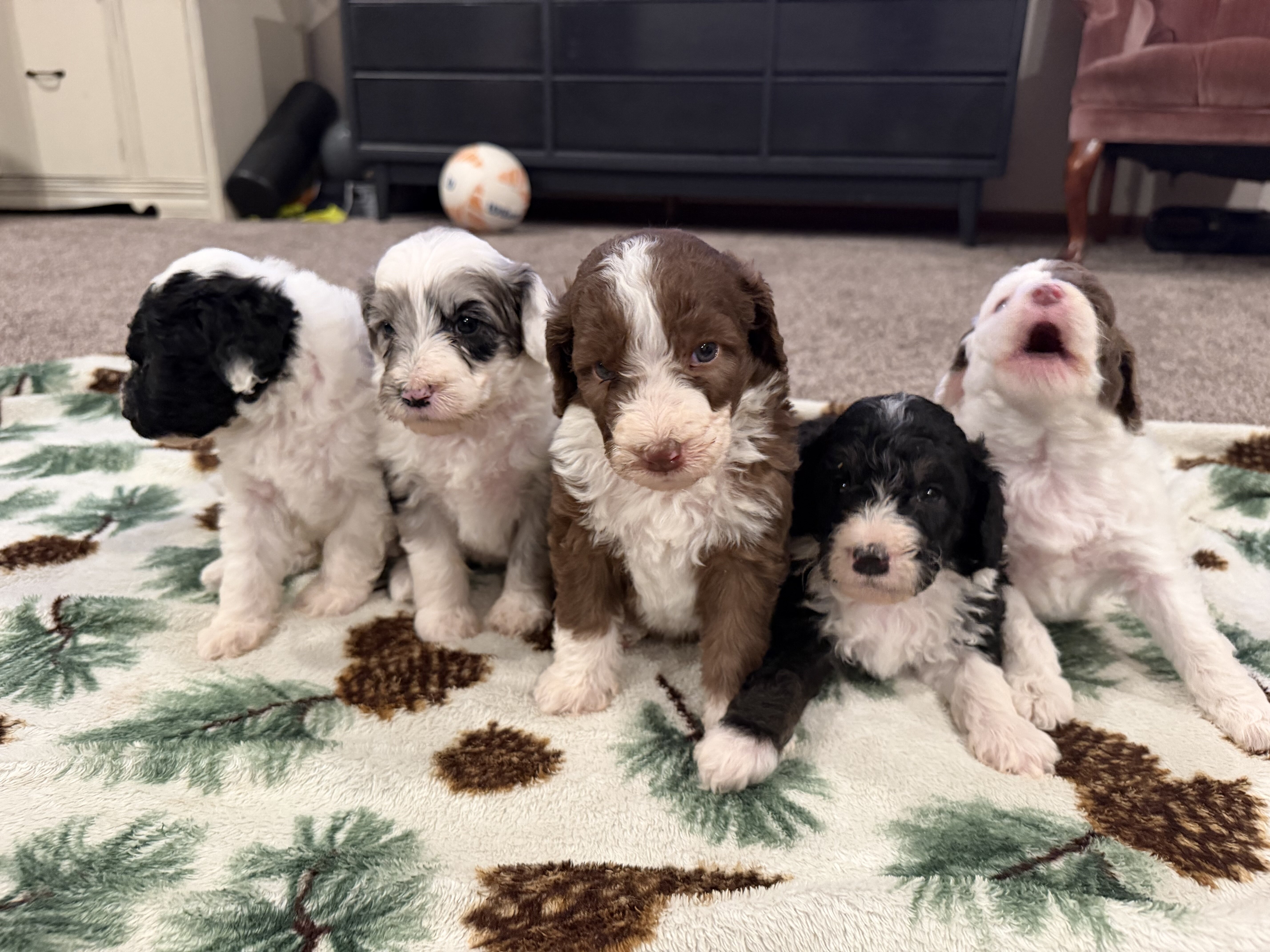 Aussiedoodle image 3