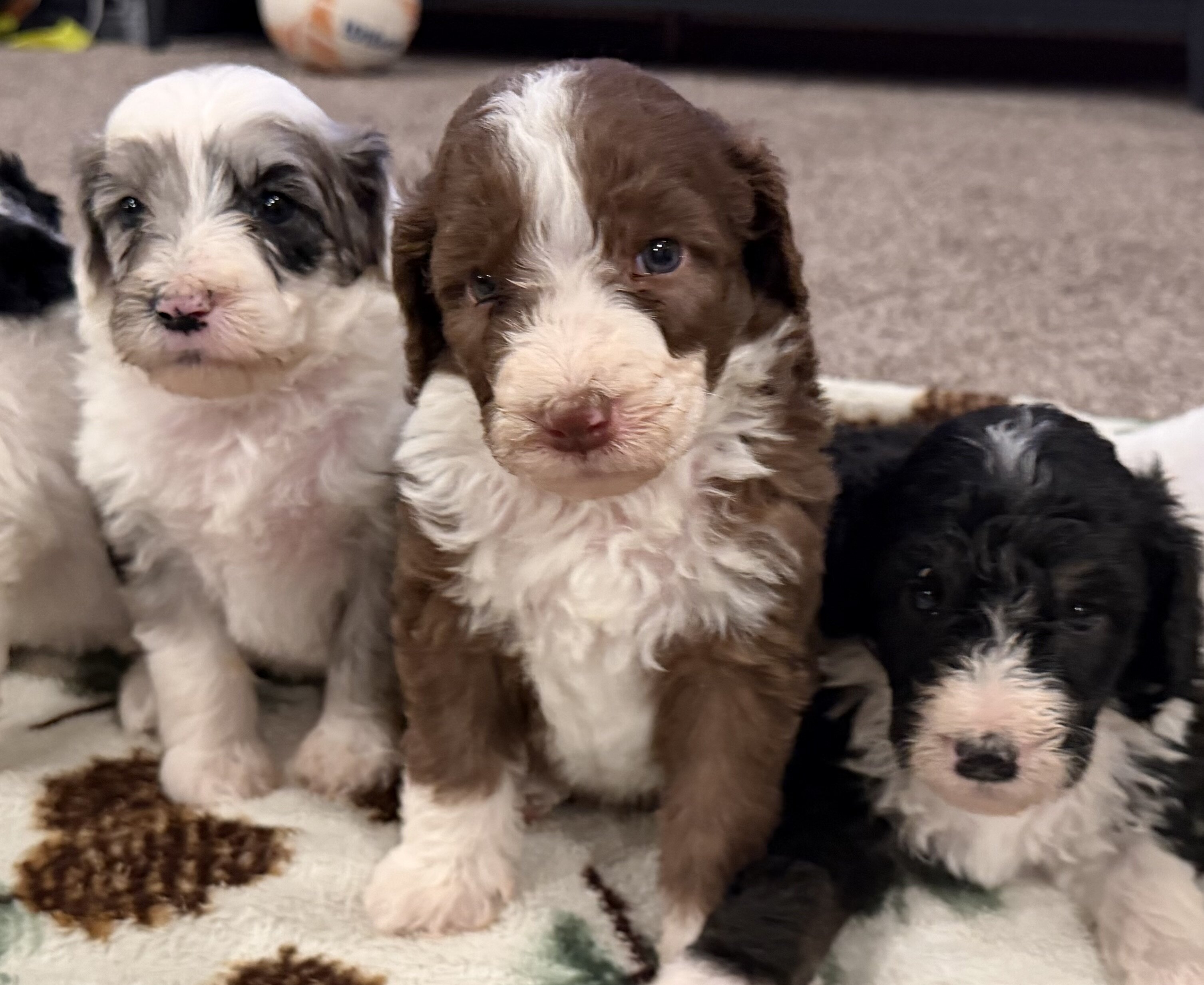 Aussiedoodle image 2