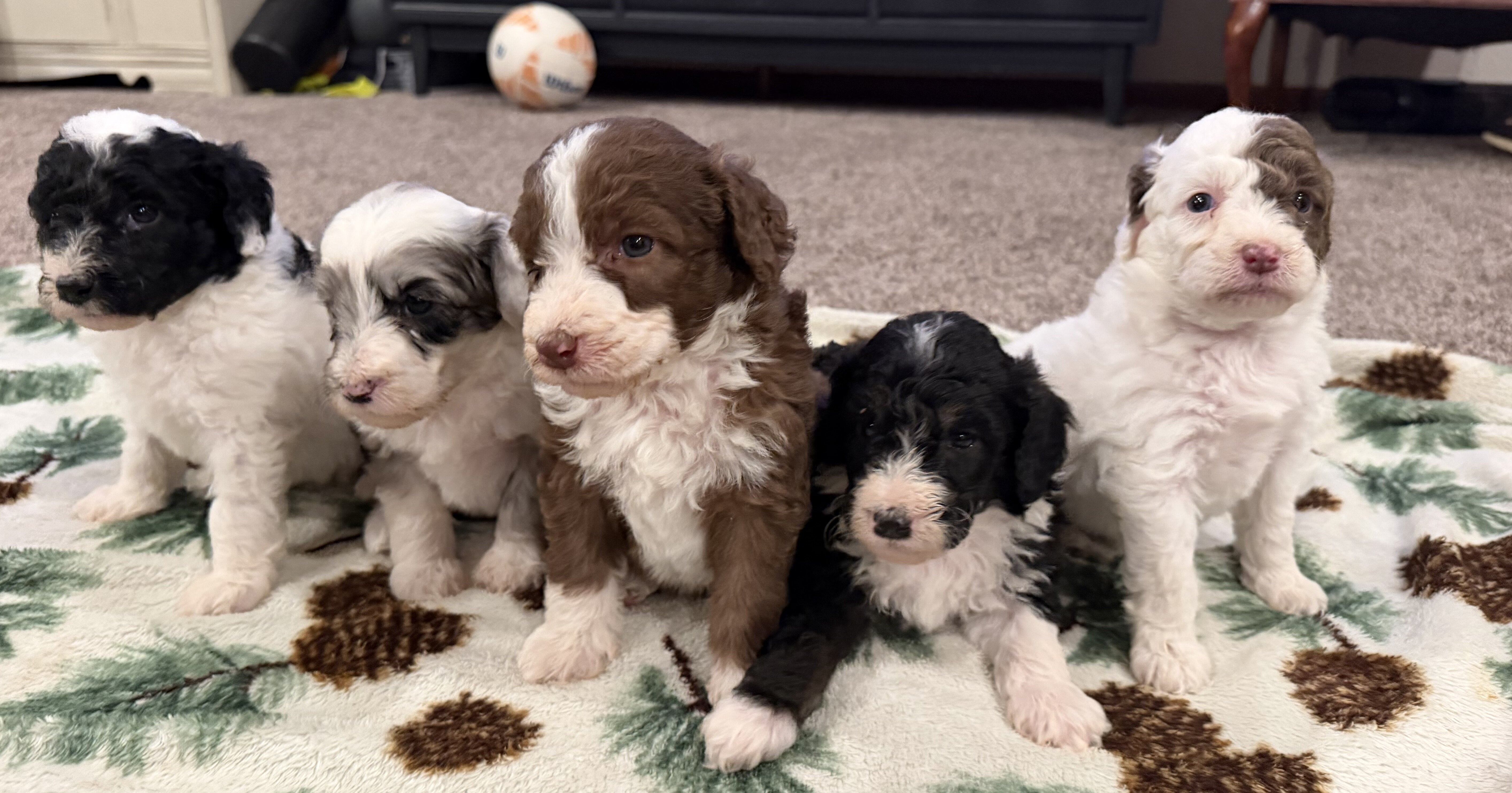 Aussiedoodle image 1