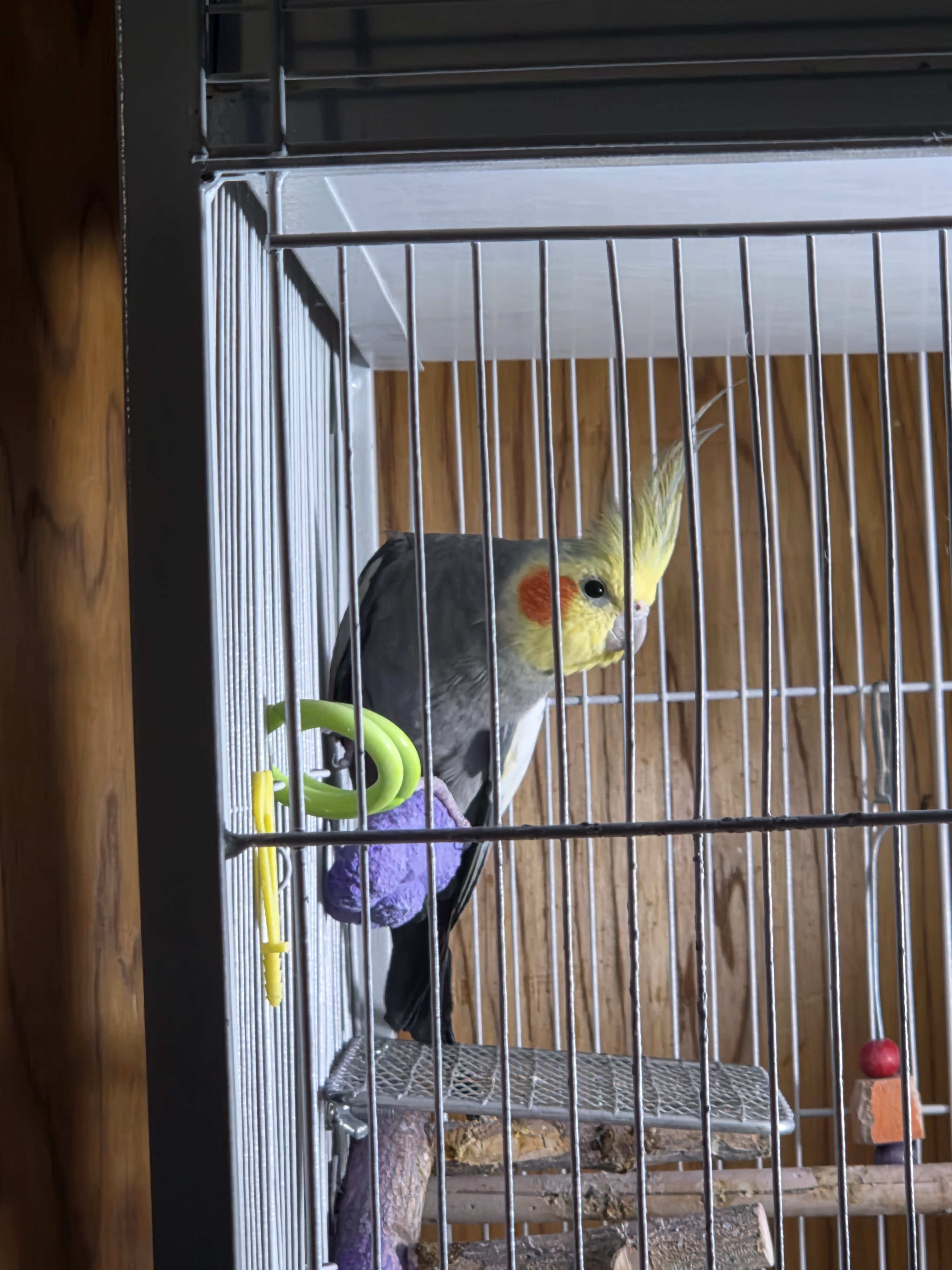 2 cockatiels image 1