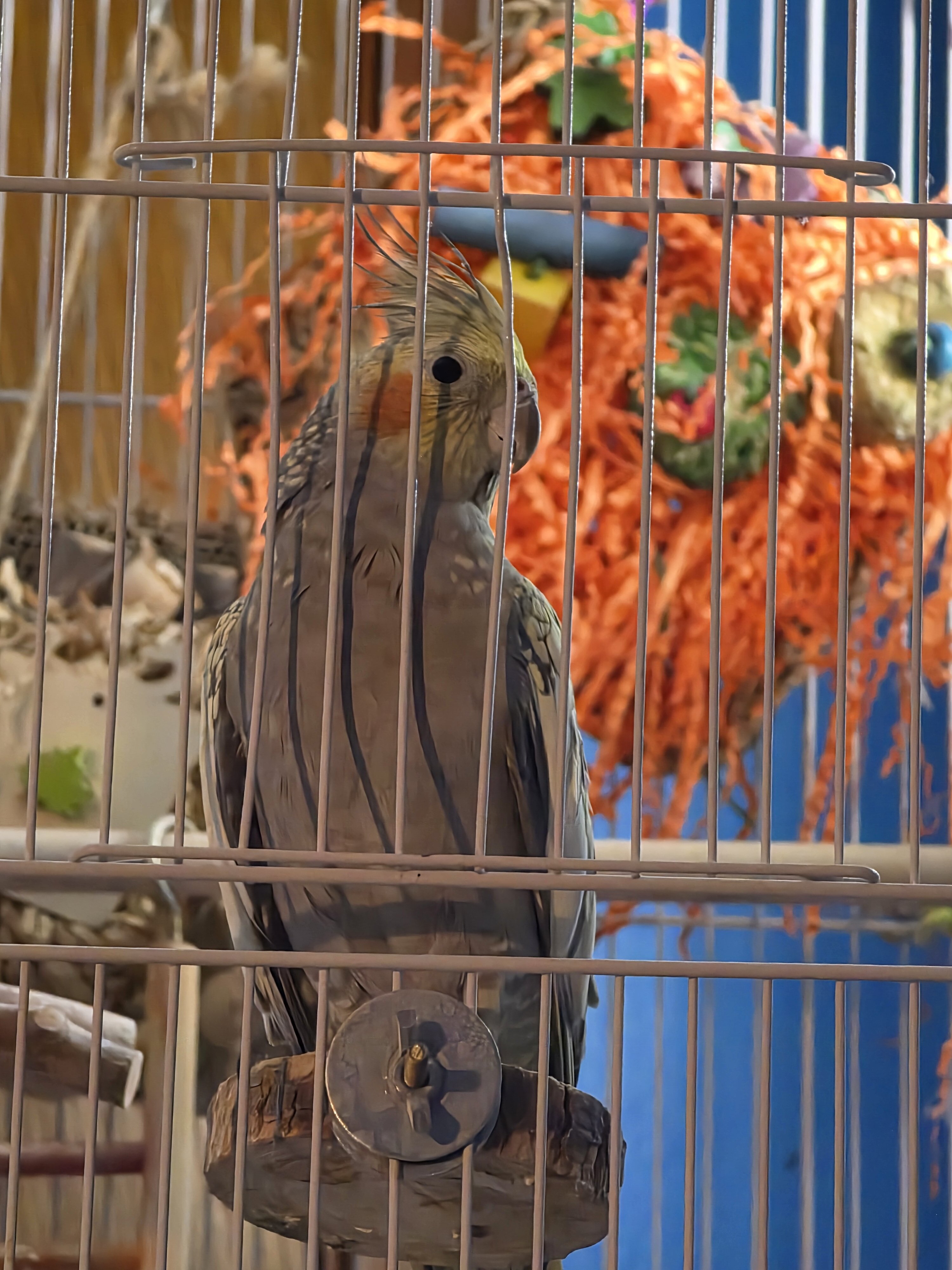 2 cockatiels image 2