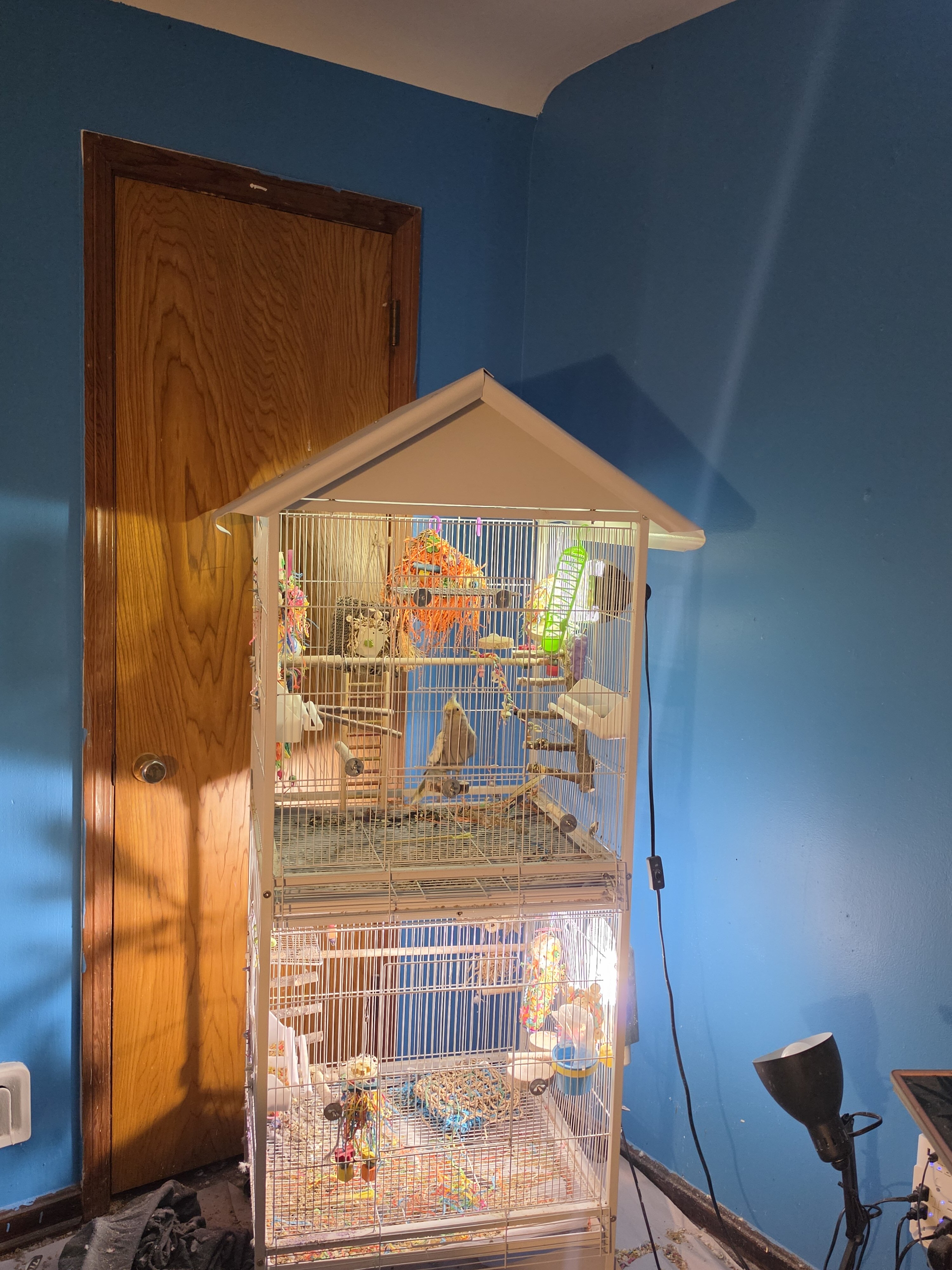 2 cockatiels image 3