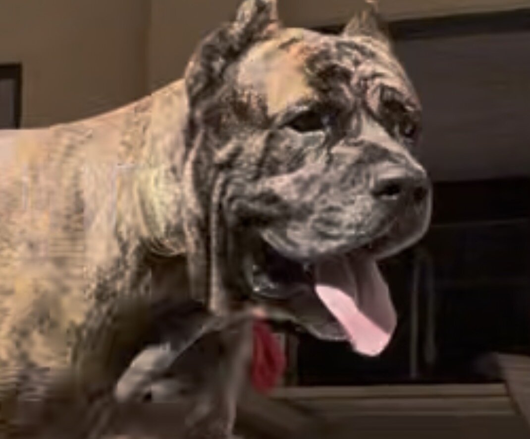AKC Cane Corso image 4