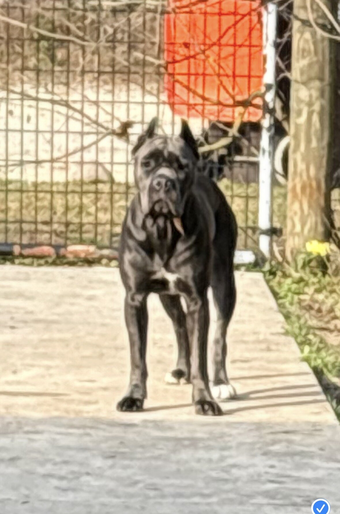 AKC Cane Corso puppies image 2