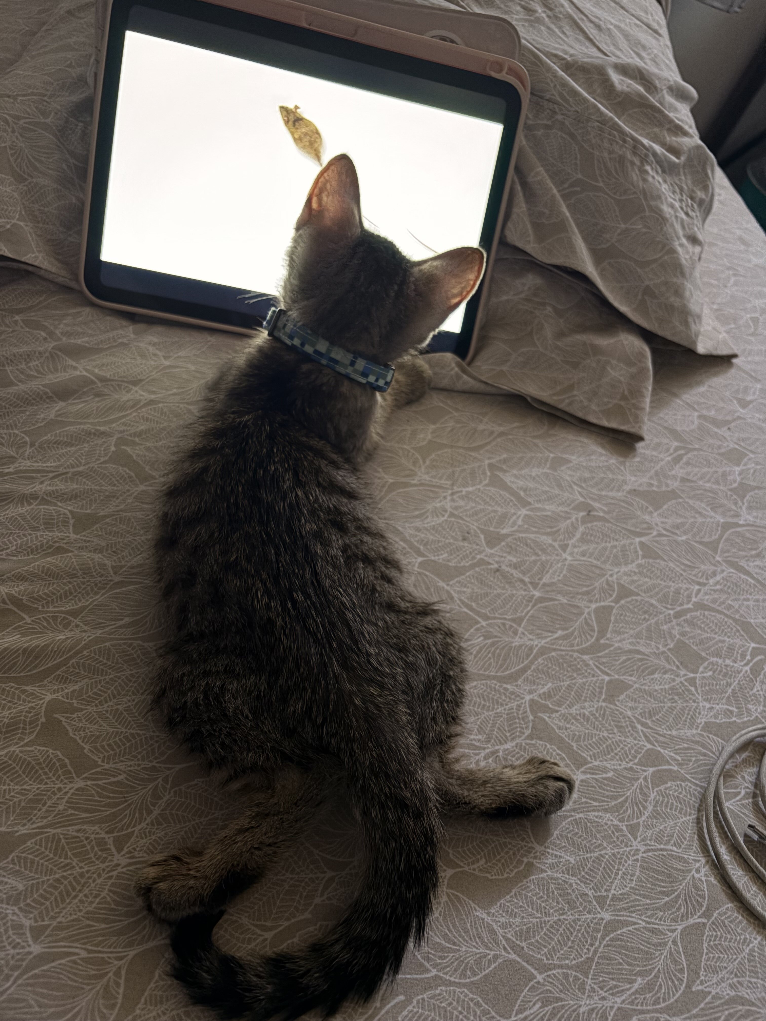 Kitten image 3