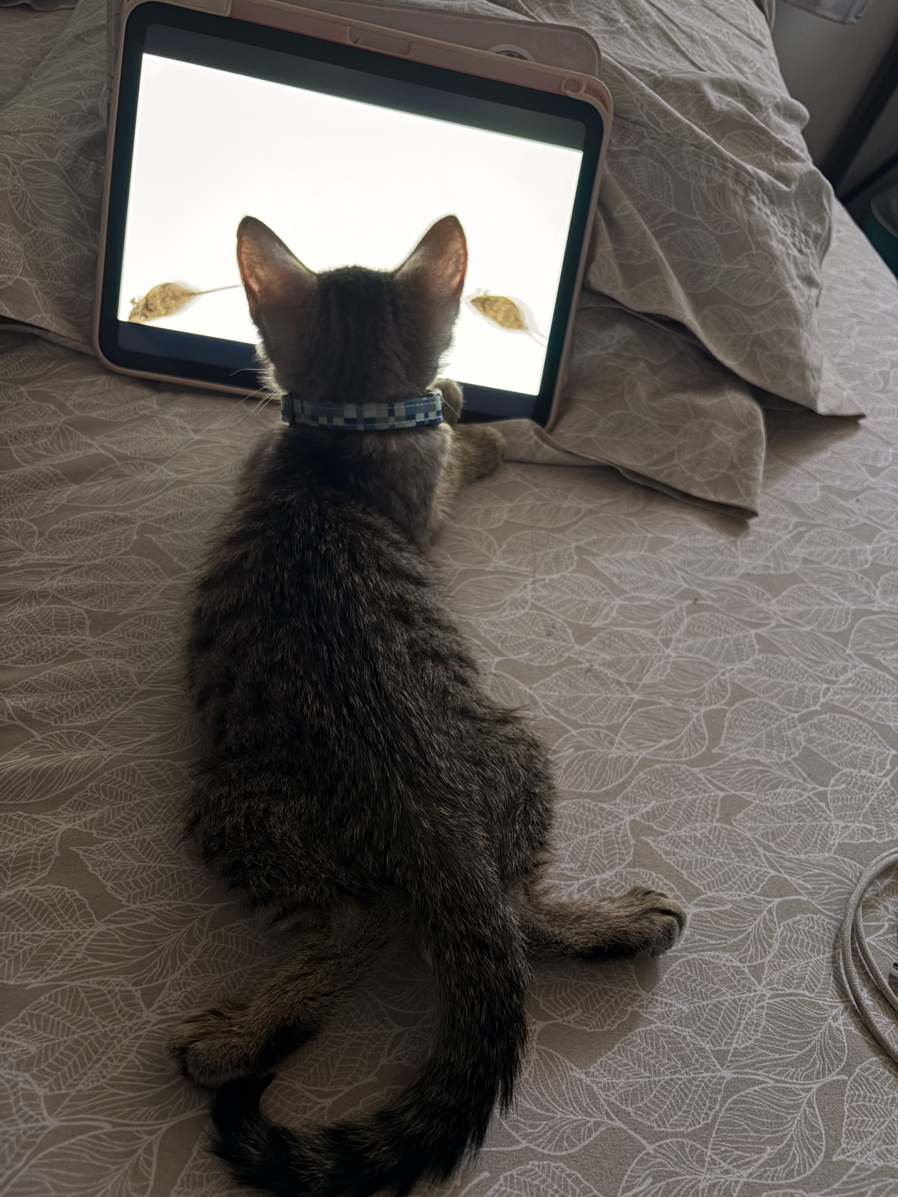 Kitten image 4