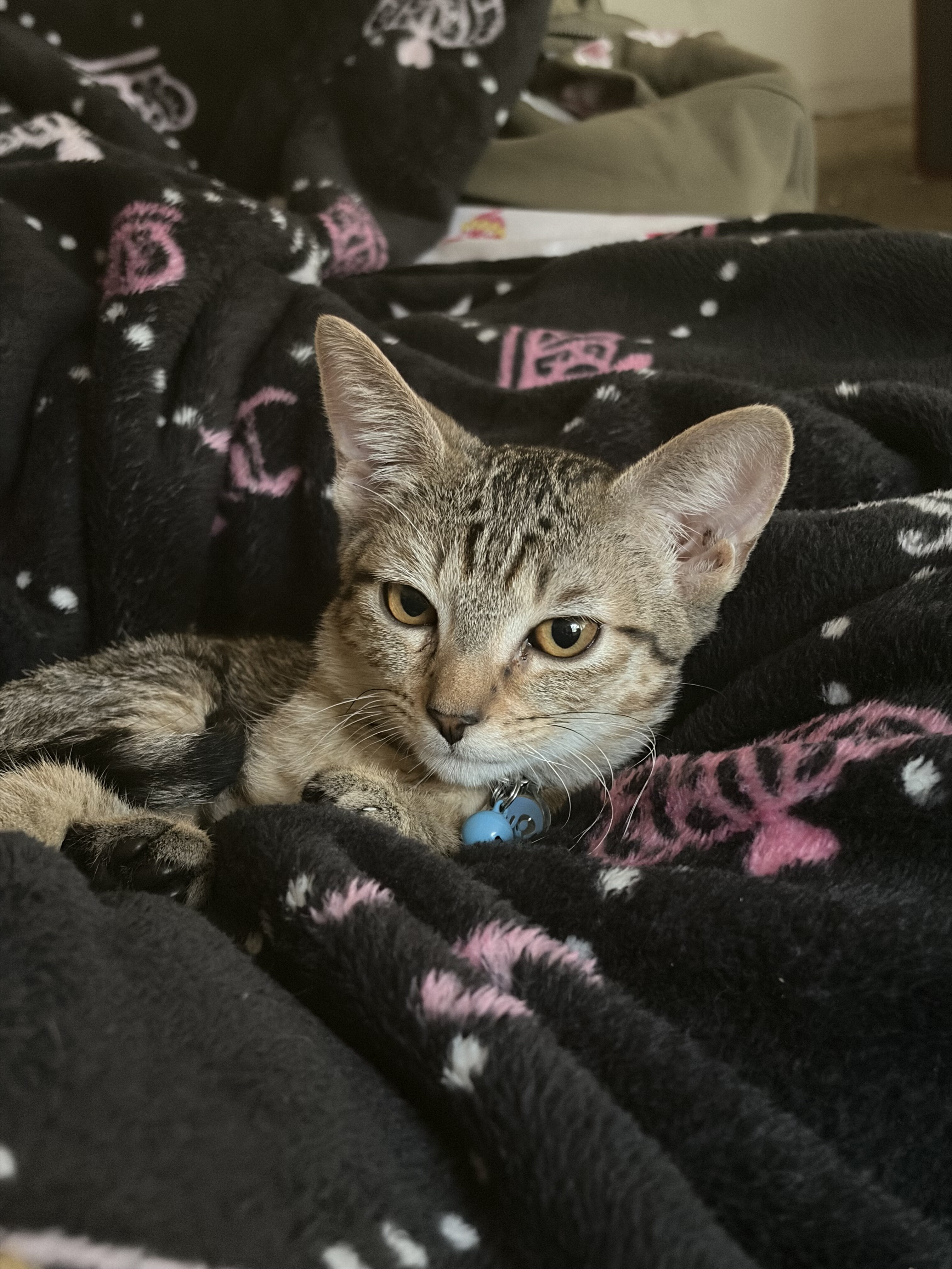 Kitten image 1
