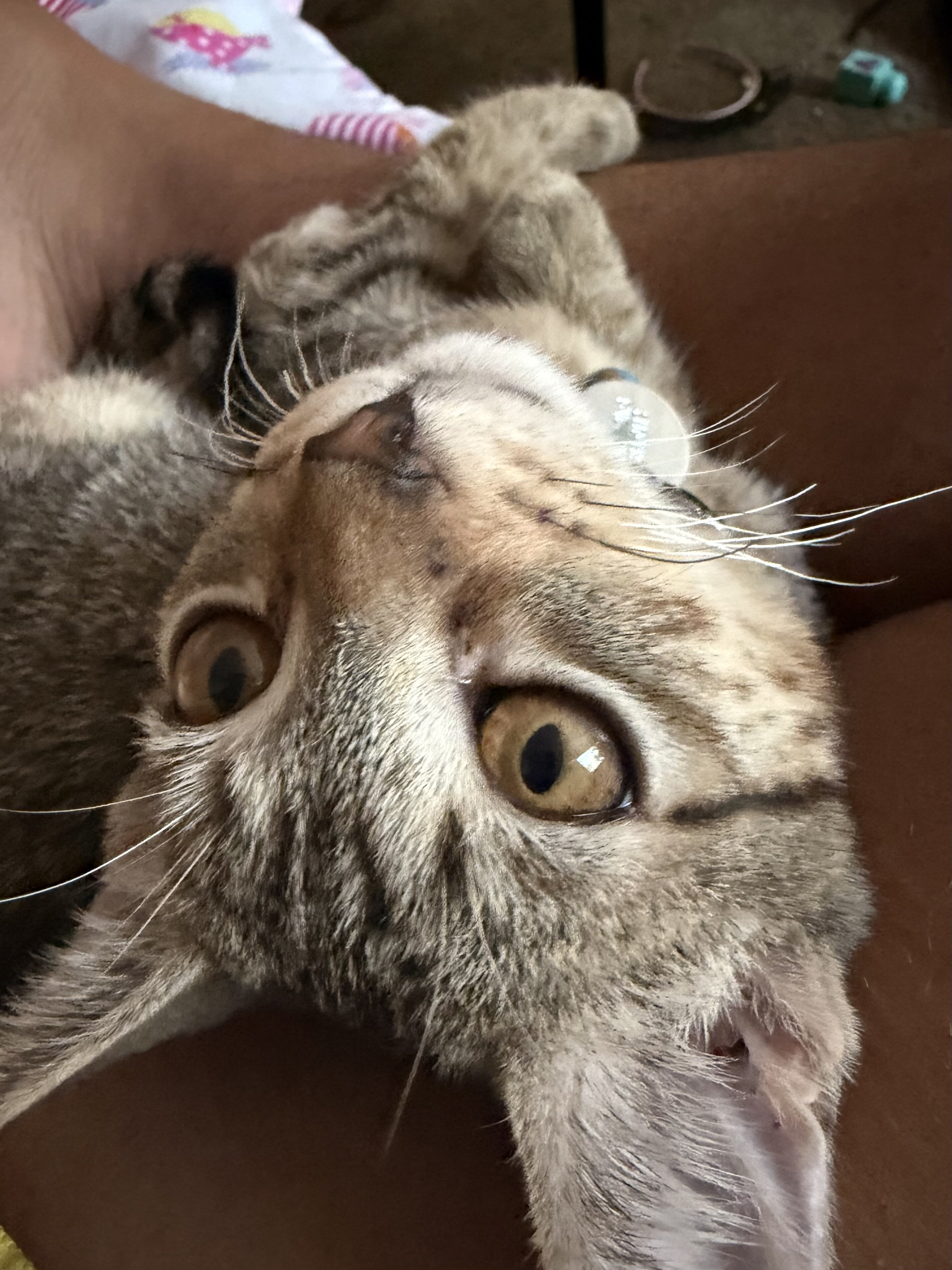 Kitten image 2
