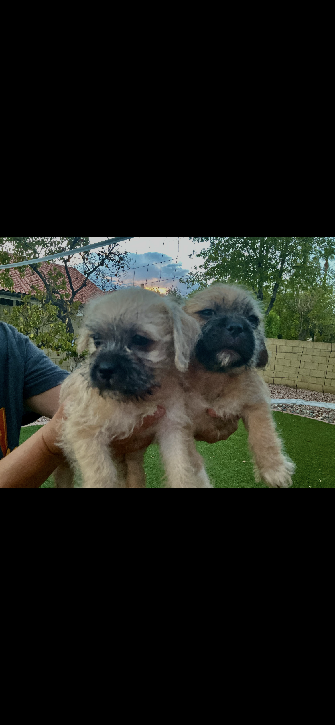 Pug/Jack Russel mix image 2