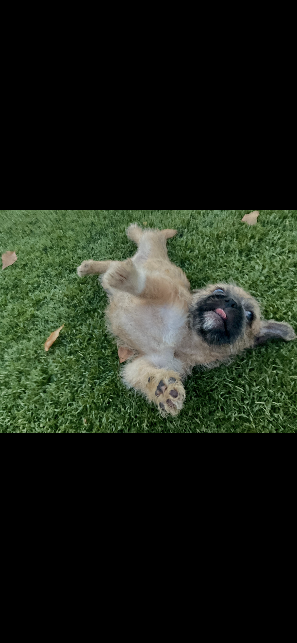 Pug/Jack Russel mix image 3