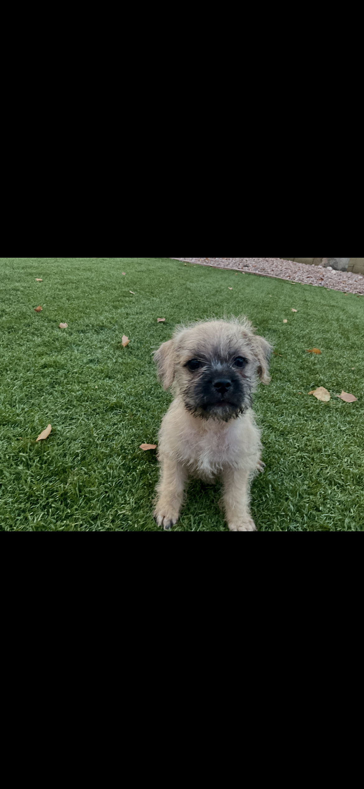 Pug/Jack Russel mix image 1