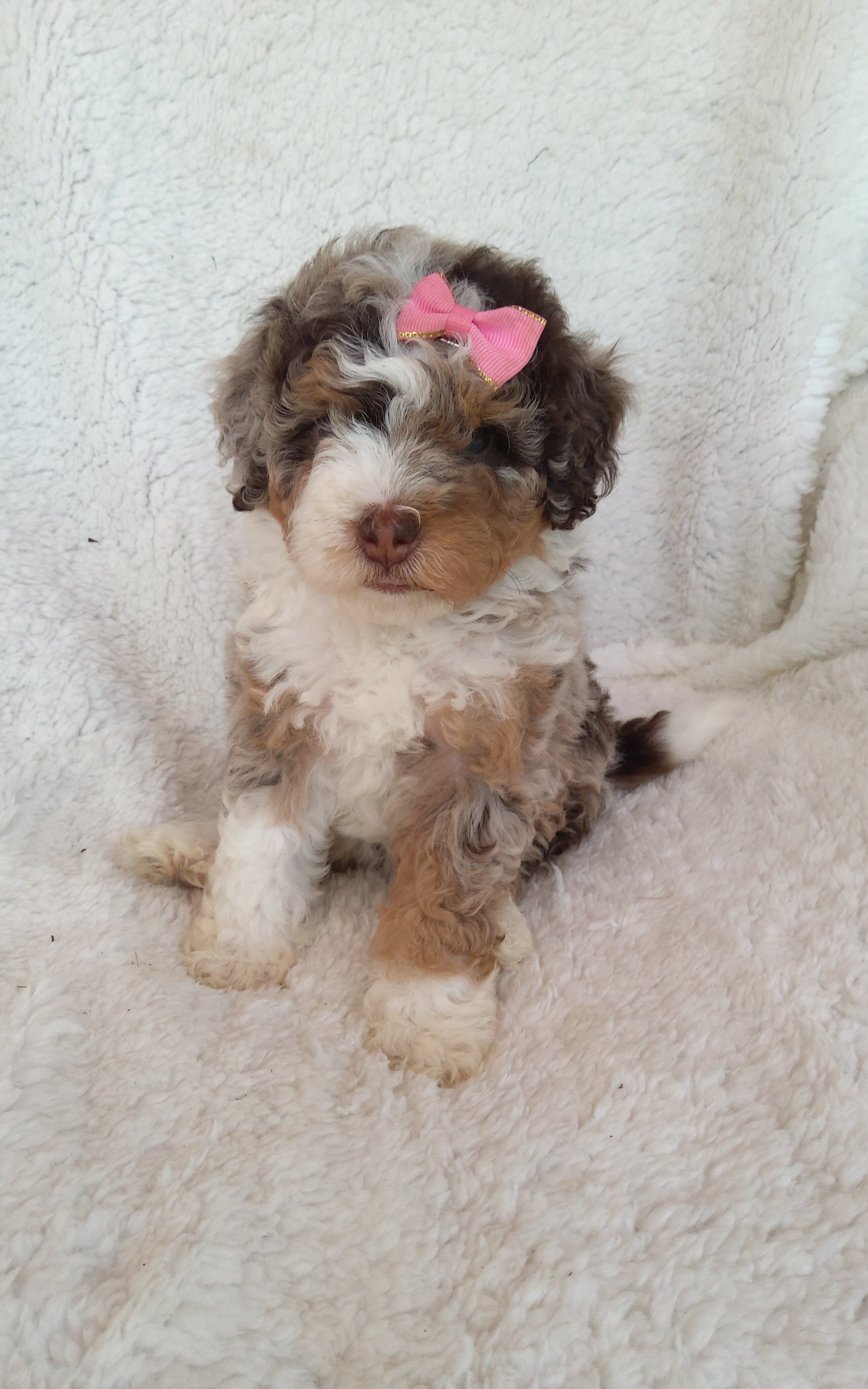 Puppy image 7