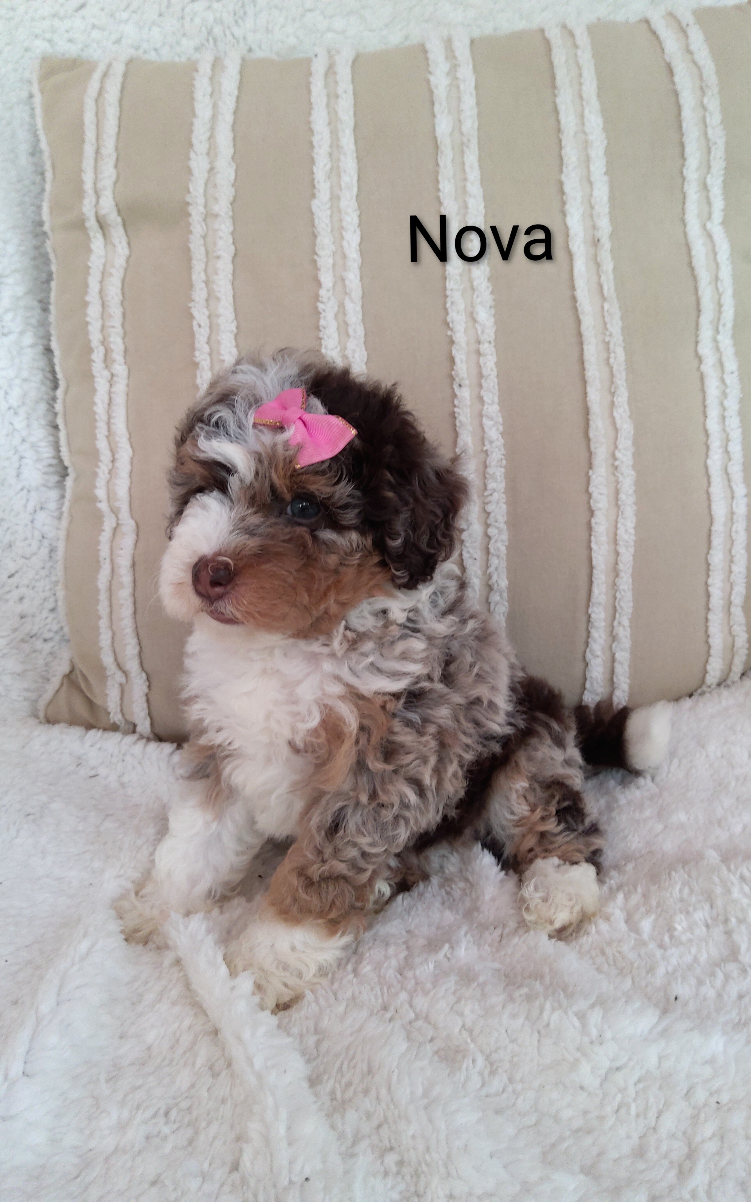 Puppy image 6
