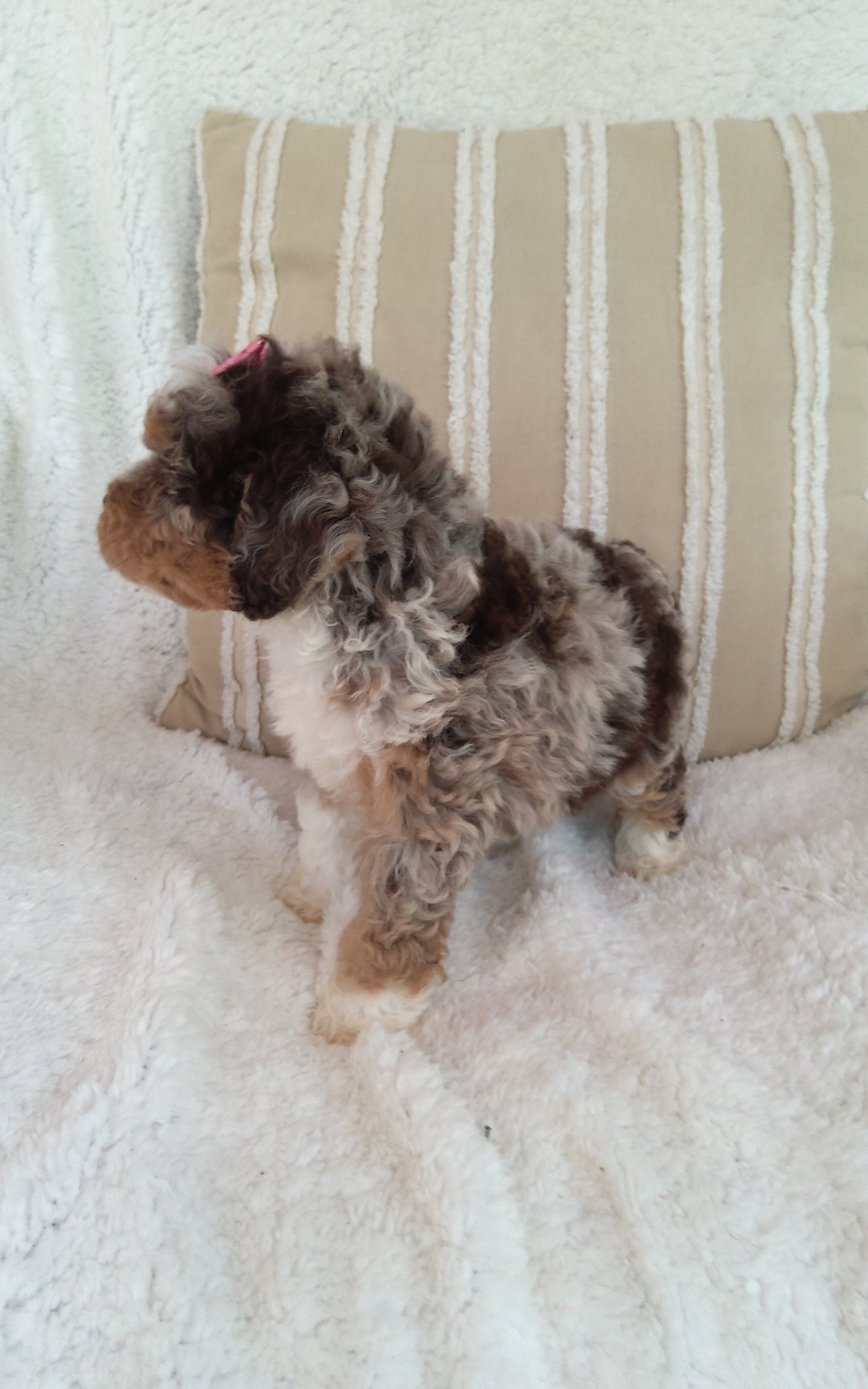 Puppy image 5