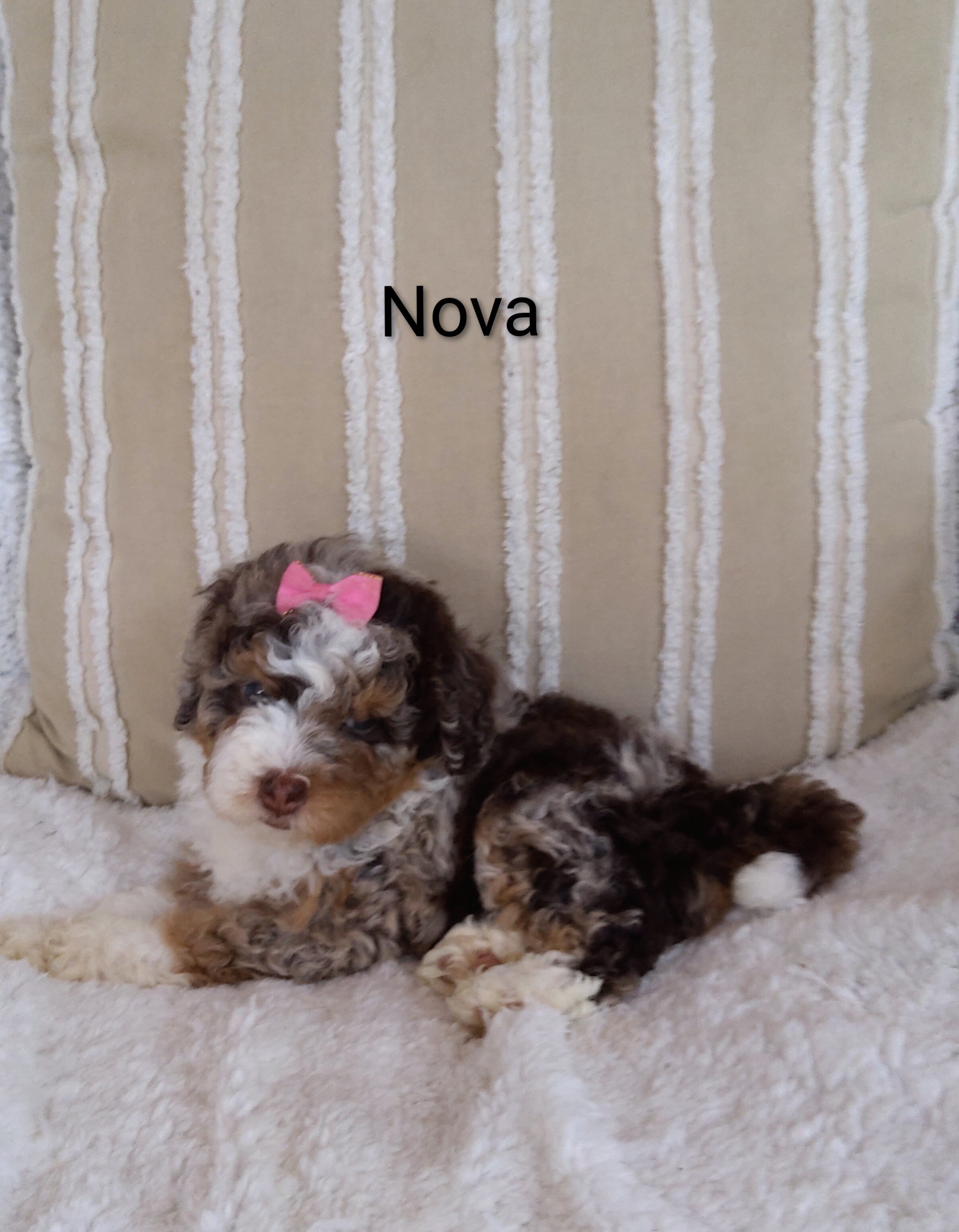 Puppy image 2