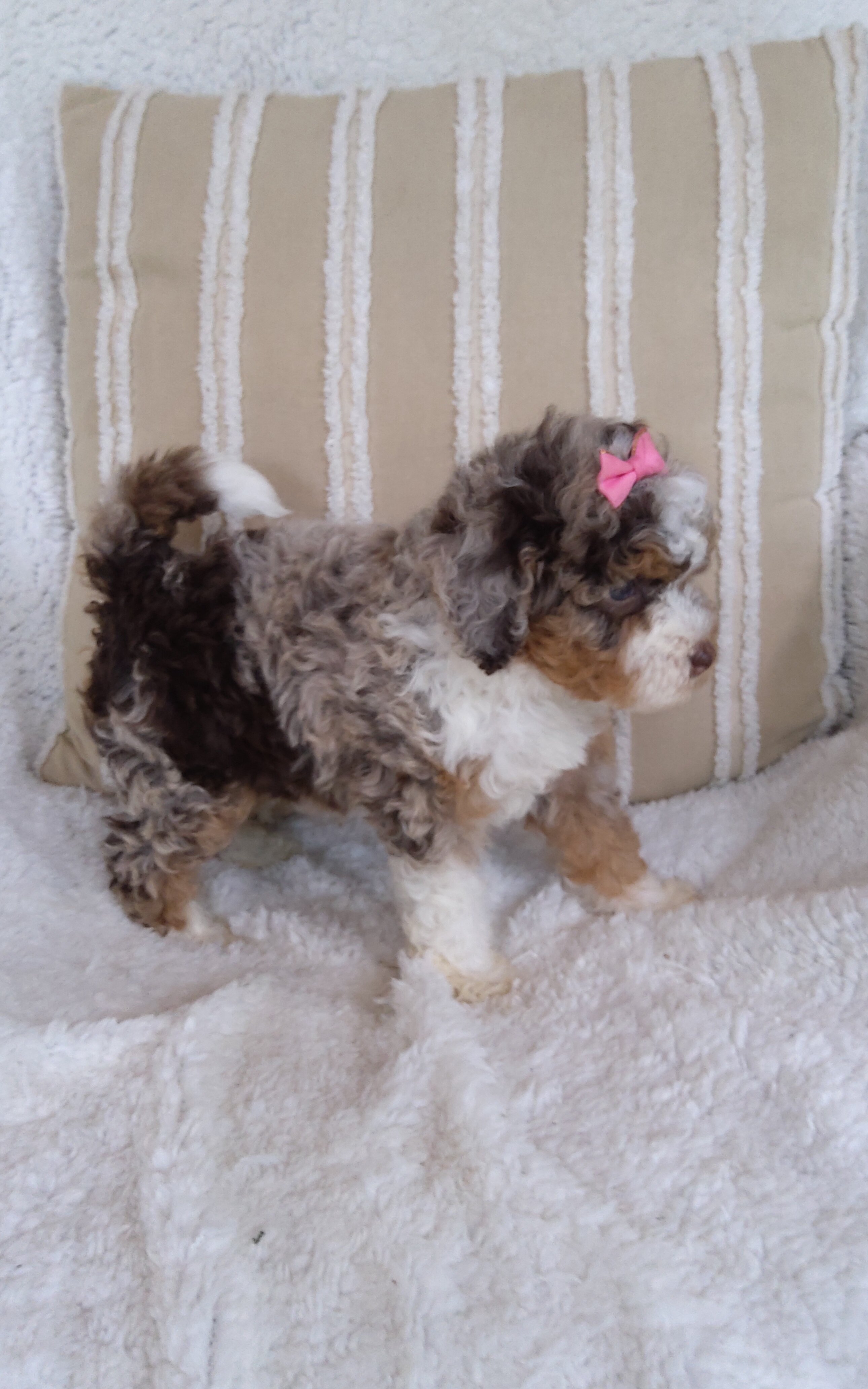 Puppy image 3