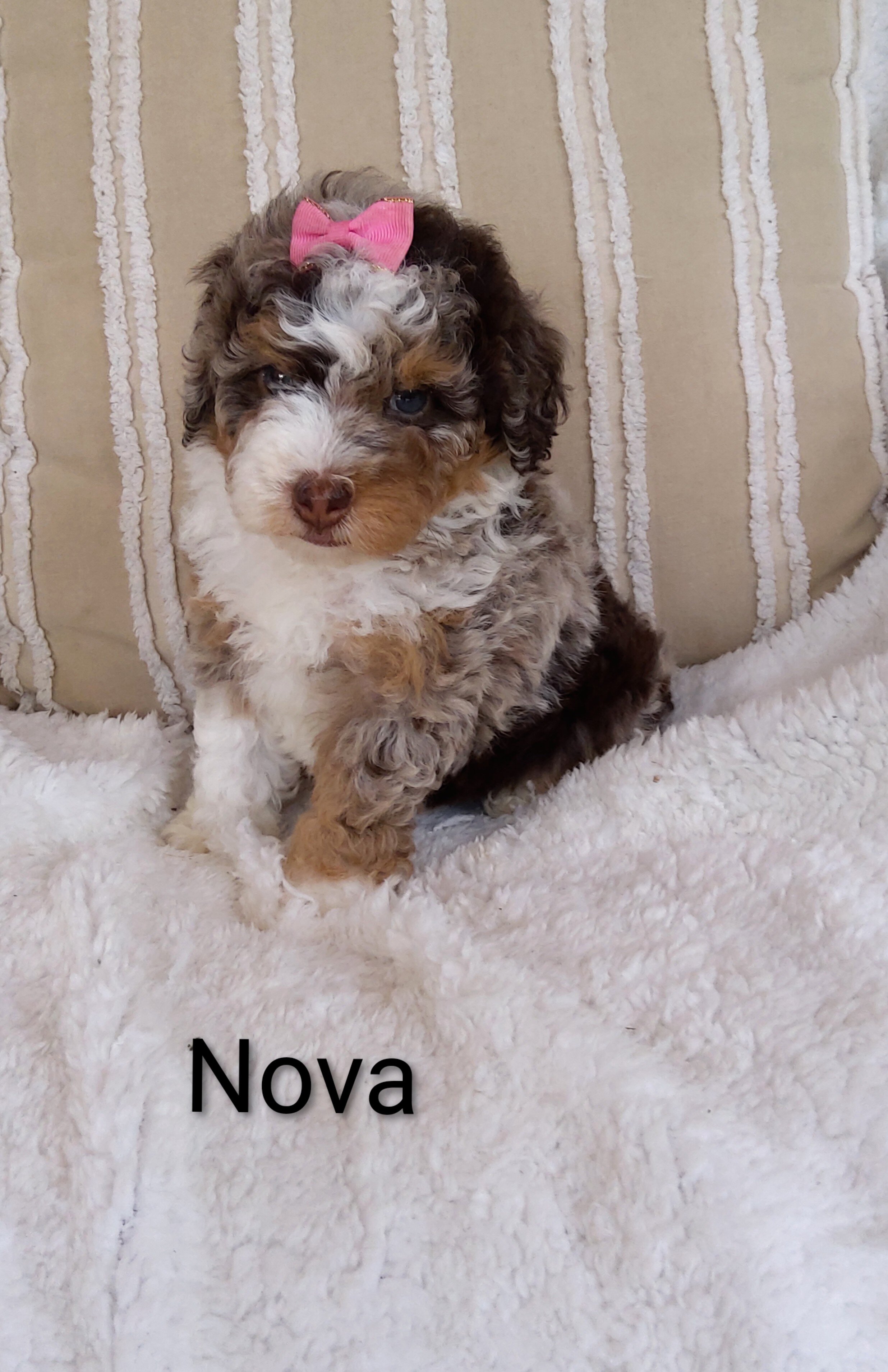 Puppy image 4