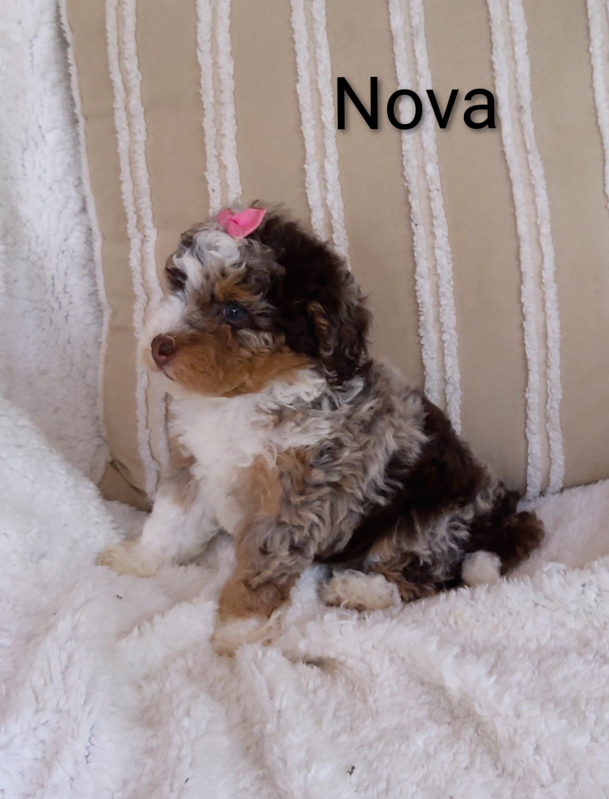 Puppy image 1