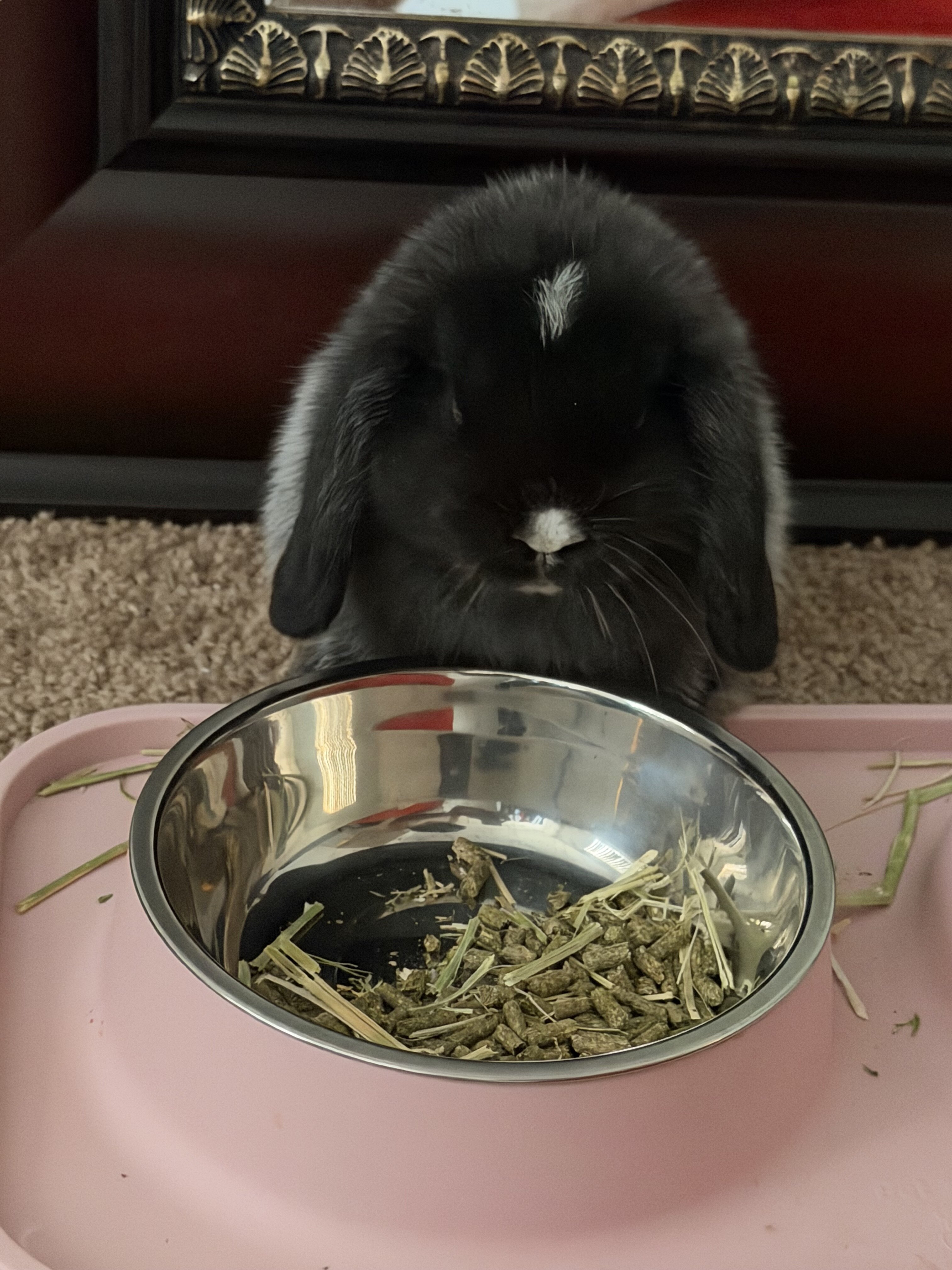 Holland Lop bunny image 3