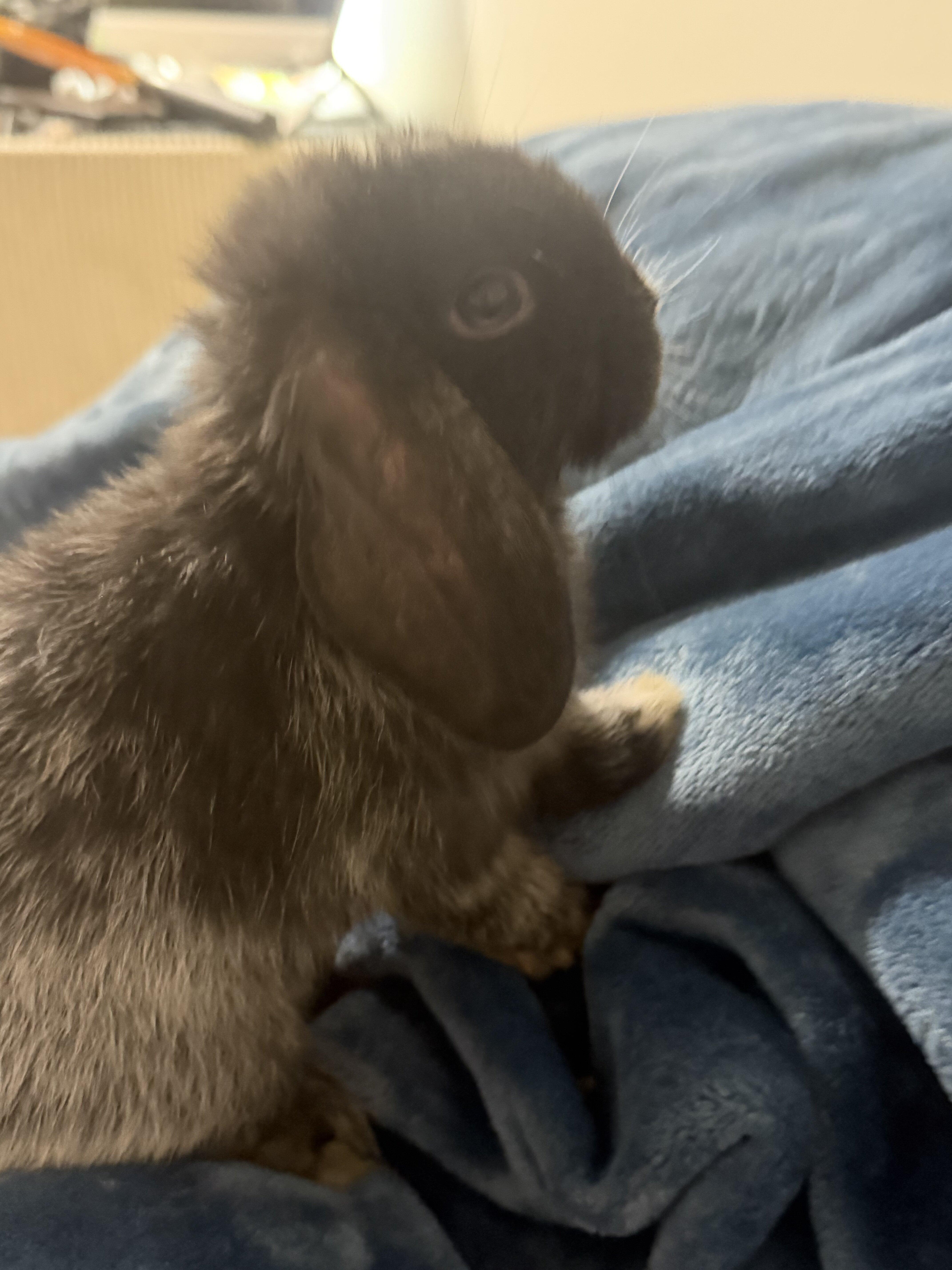 Holland Lop bunny image 1
