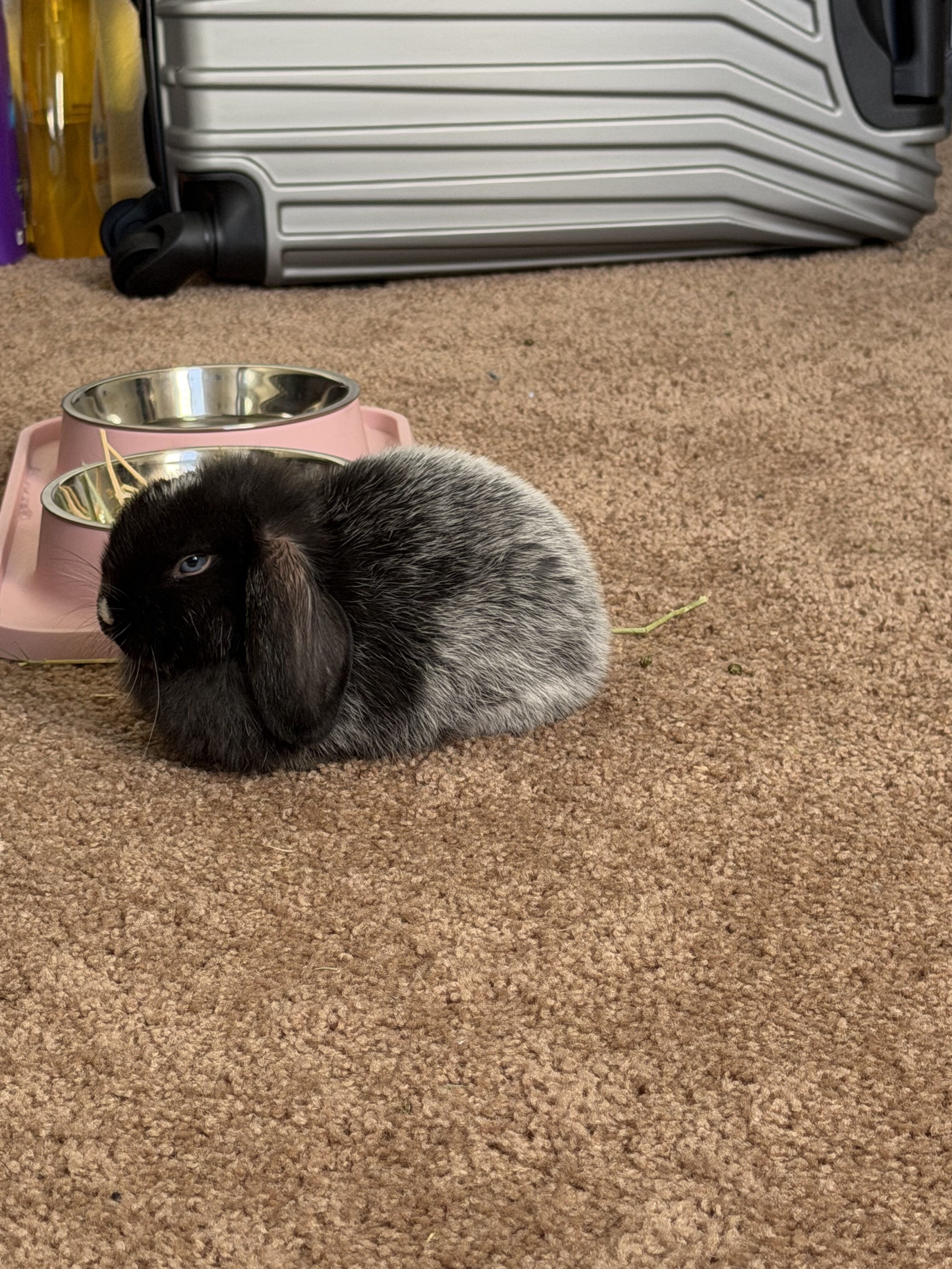 Holland Lop bunny image 2
