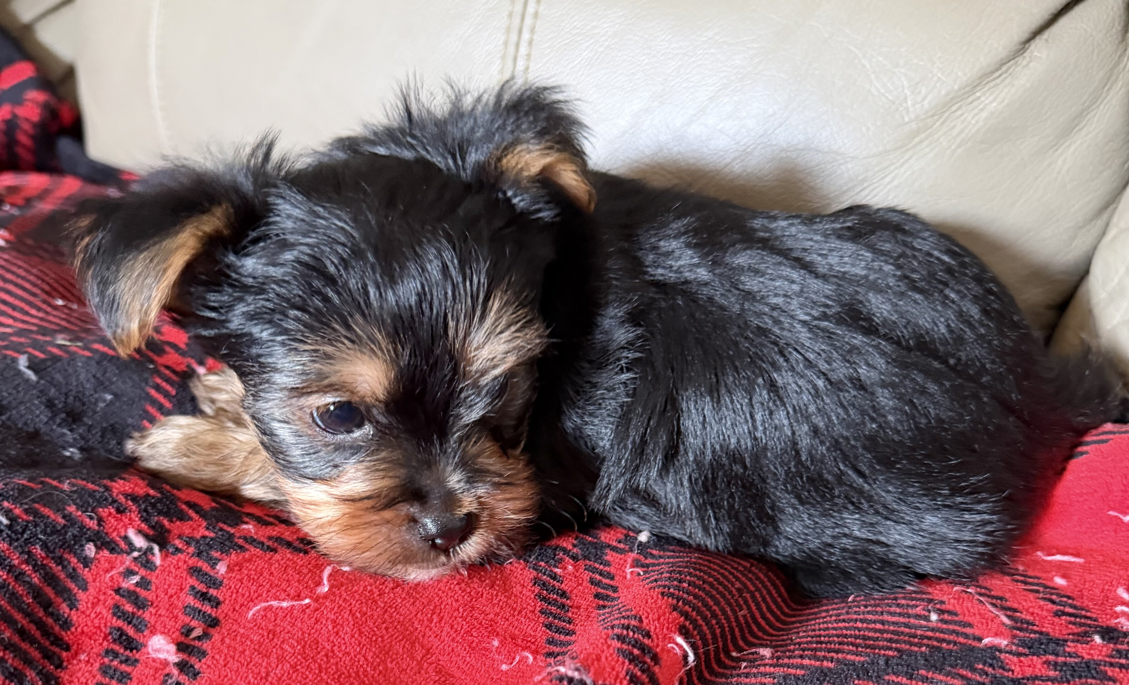 Female Yorkie image 4