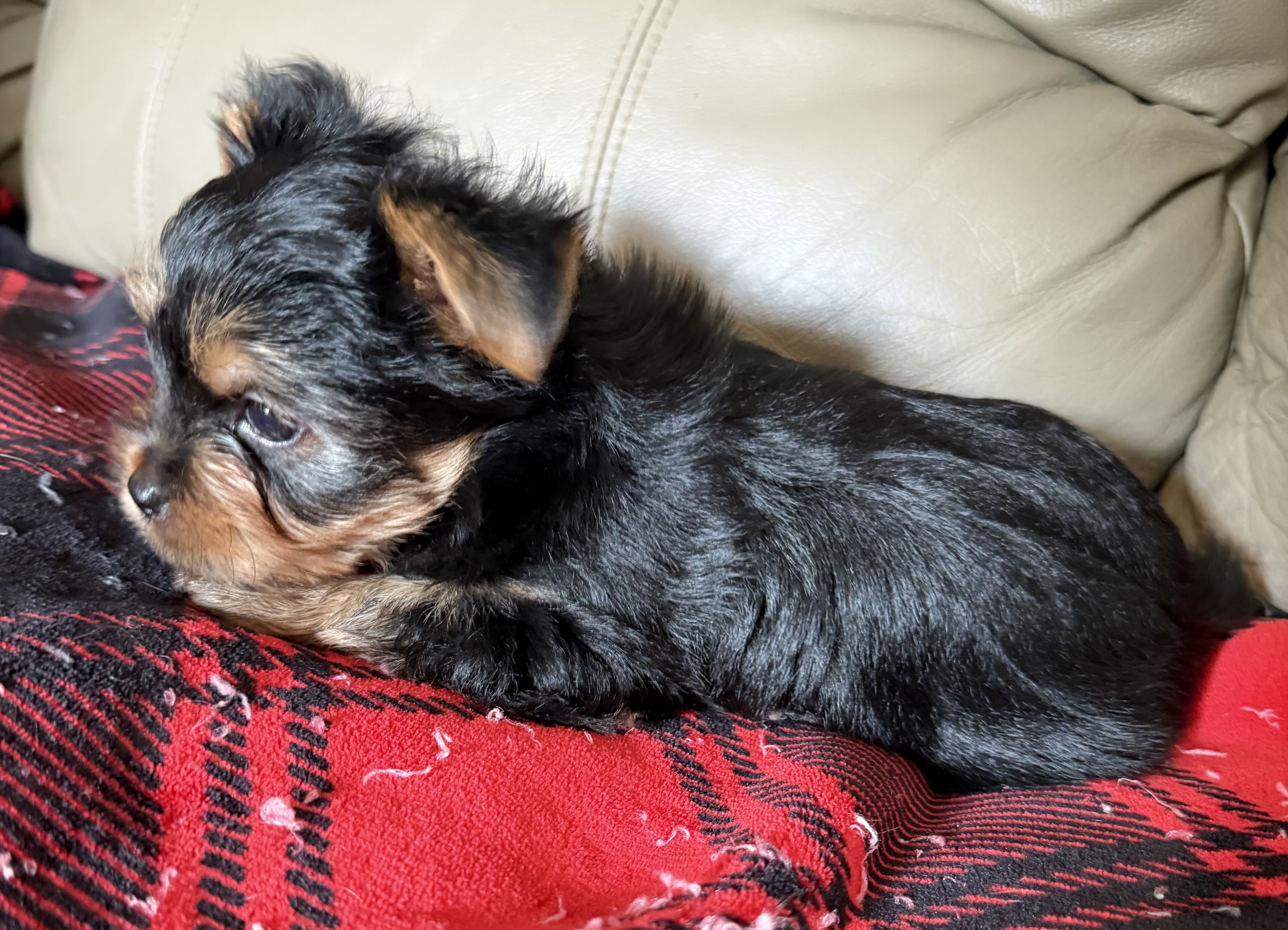 Female Yorkie image 2
