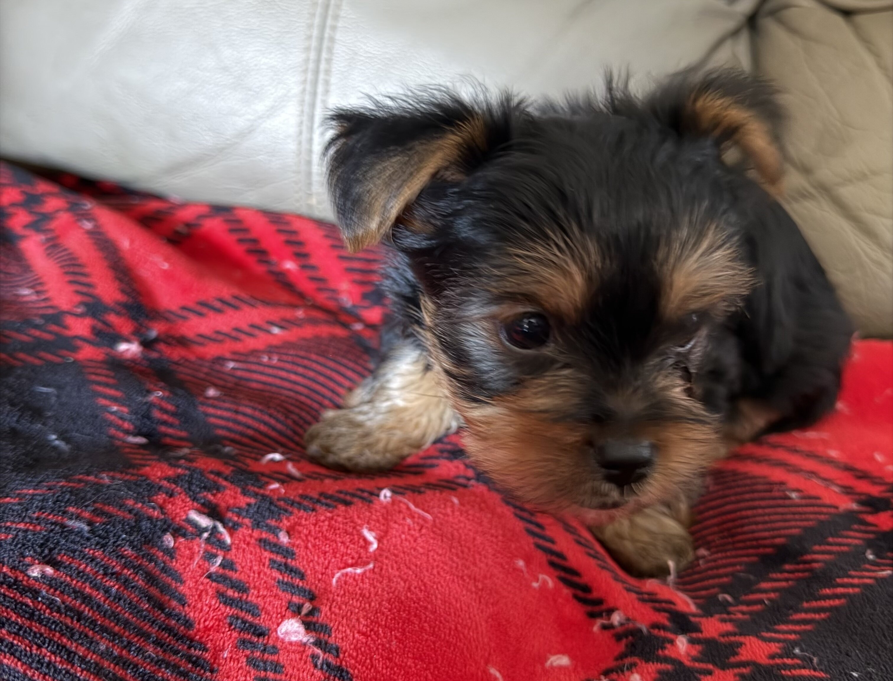Female Yorkie image 3