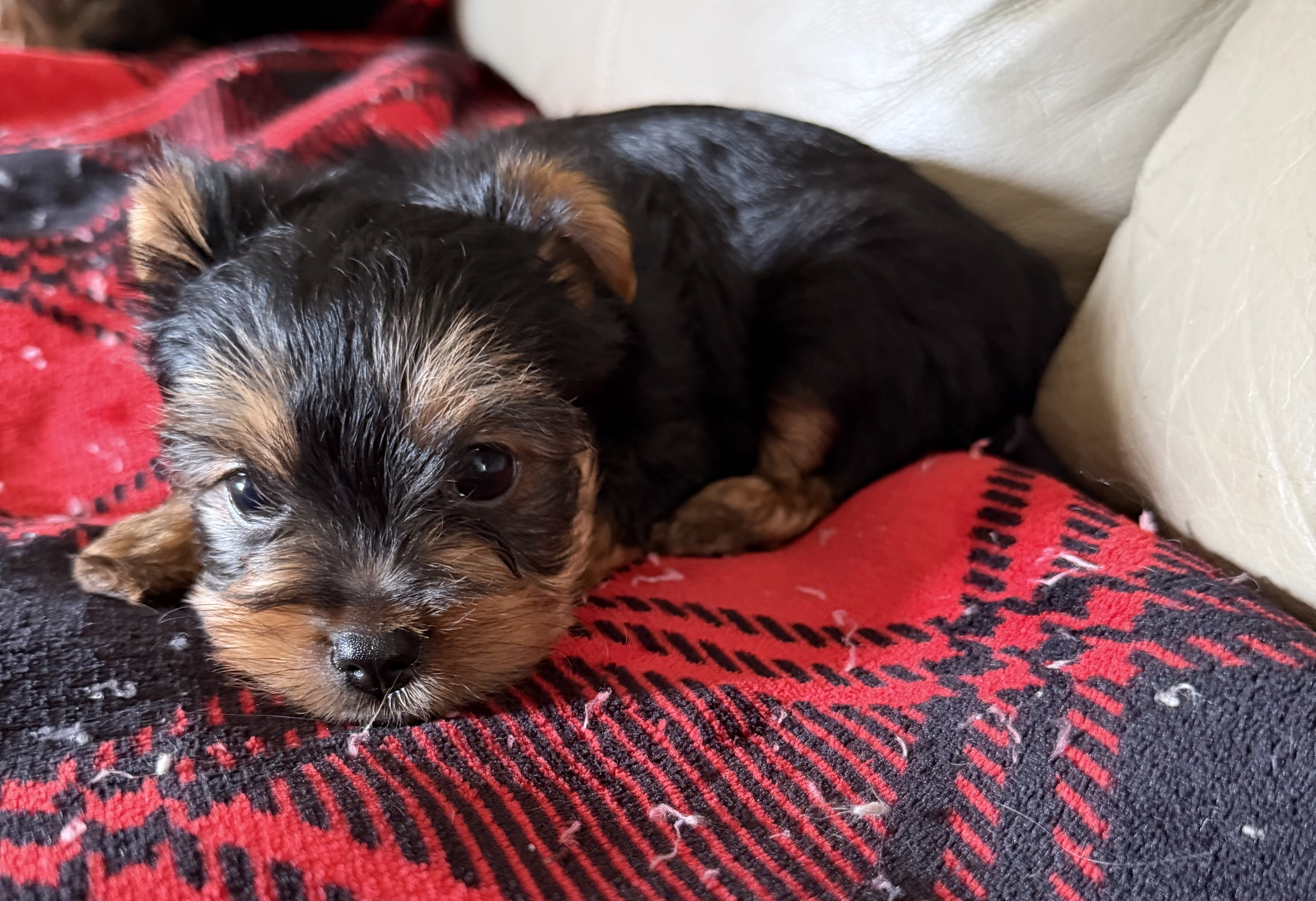 Female Yorkie image 1