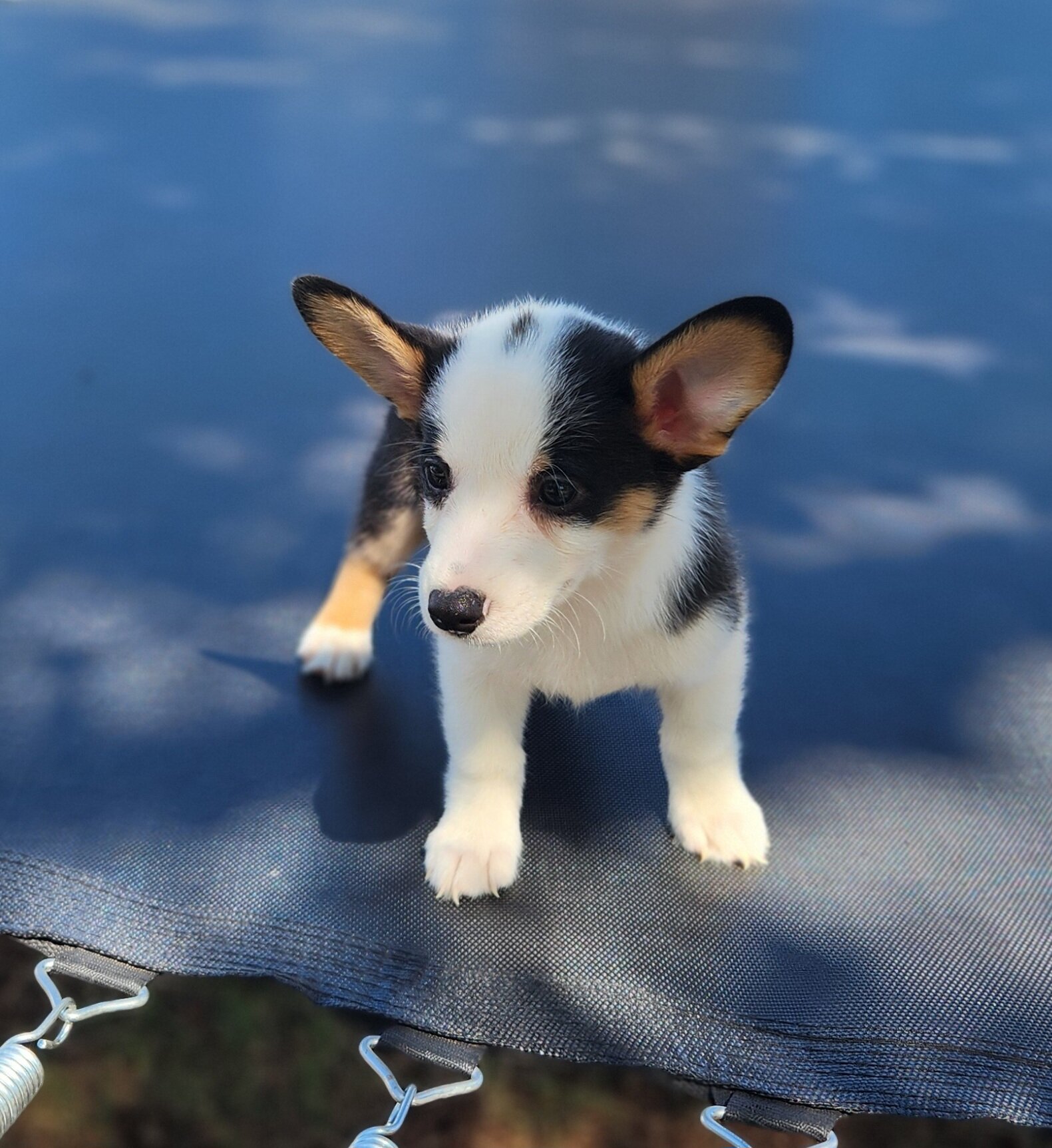 corgi puppies image 1