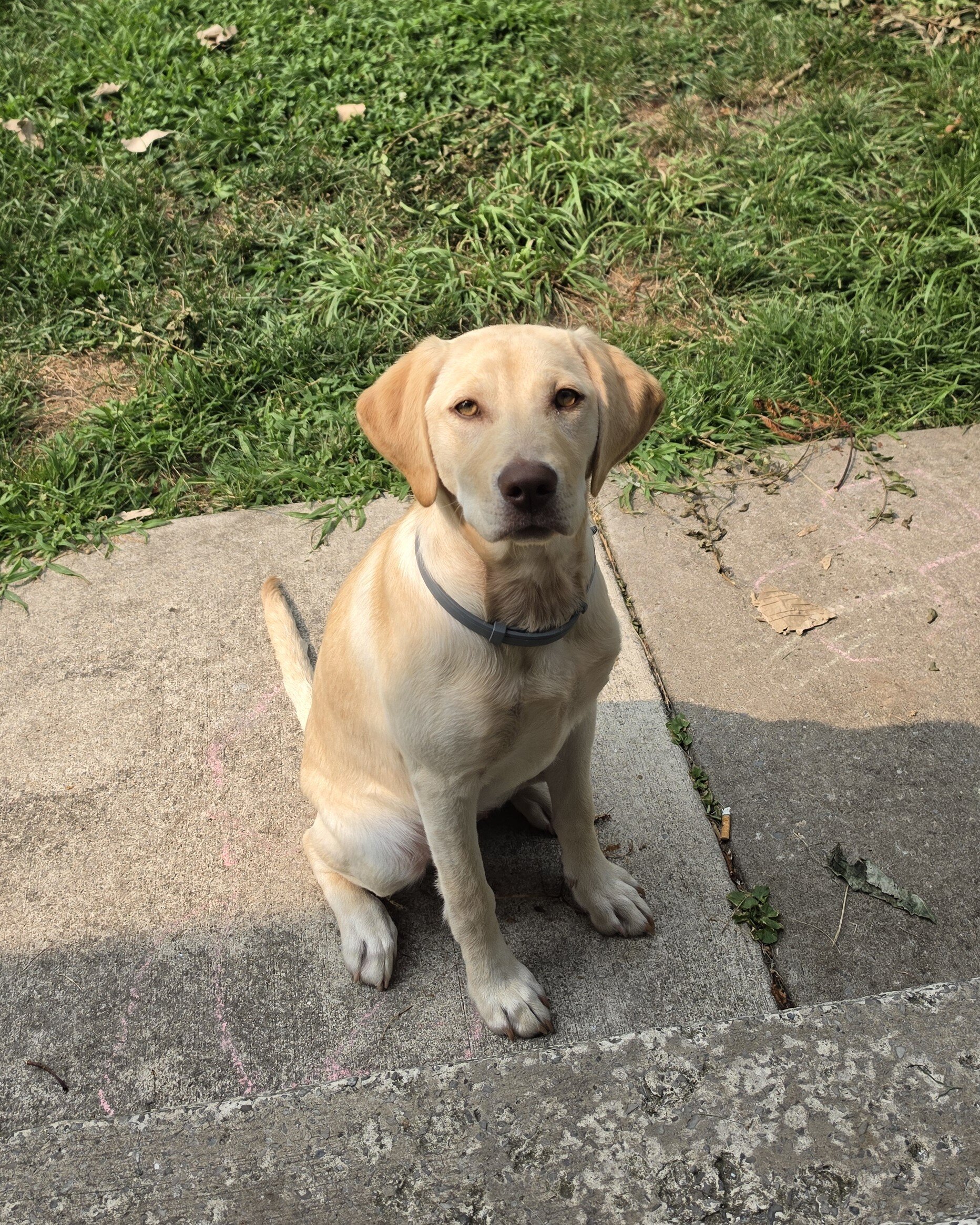 8 Month Female Yellow Lab Looking for Home image 2