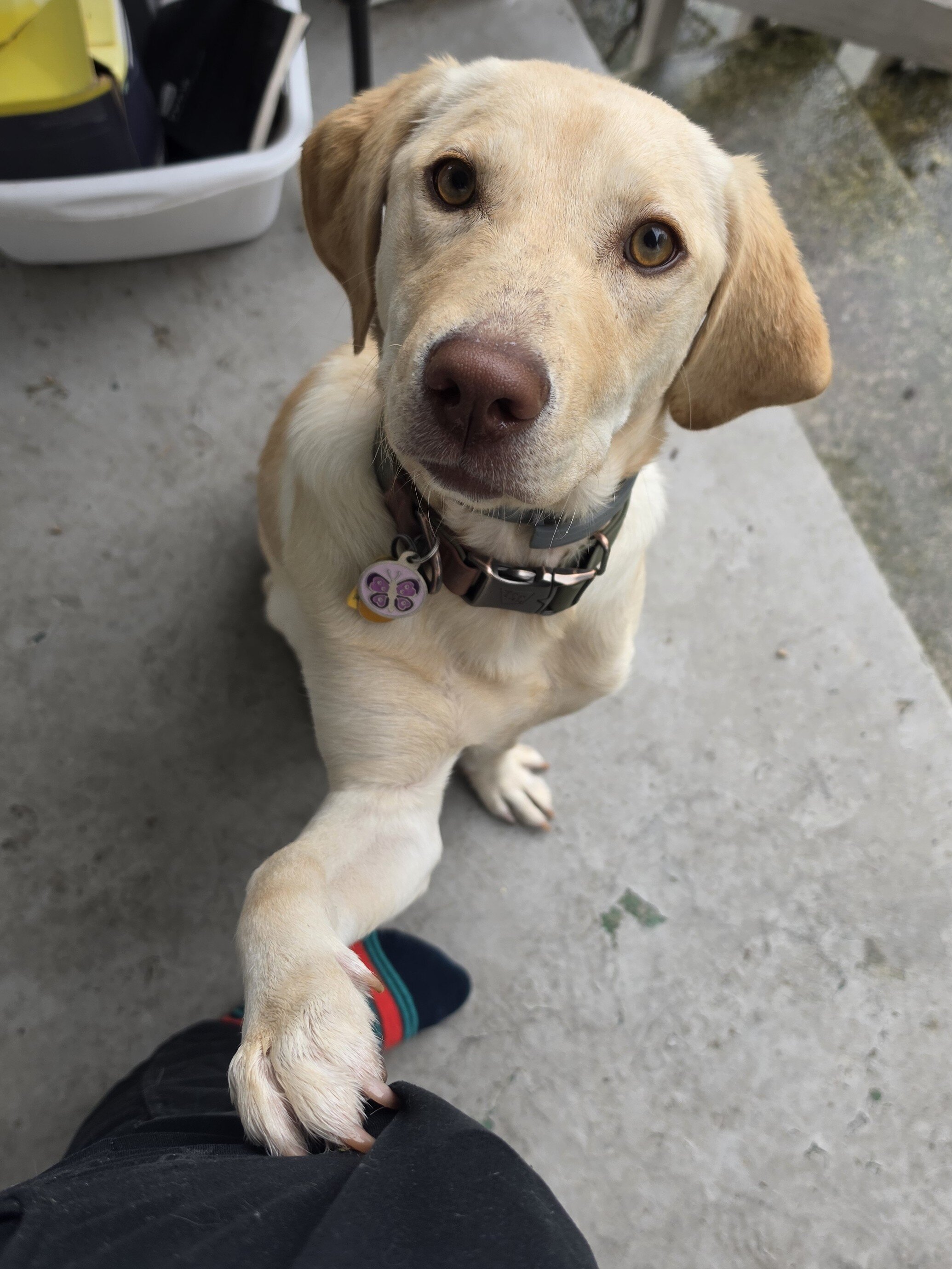 8 Month Female Yellow Lab Looking for Home image 3