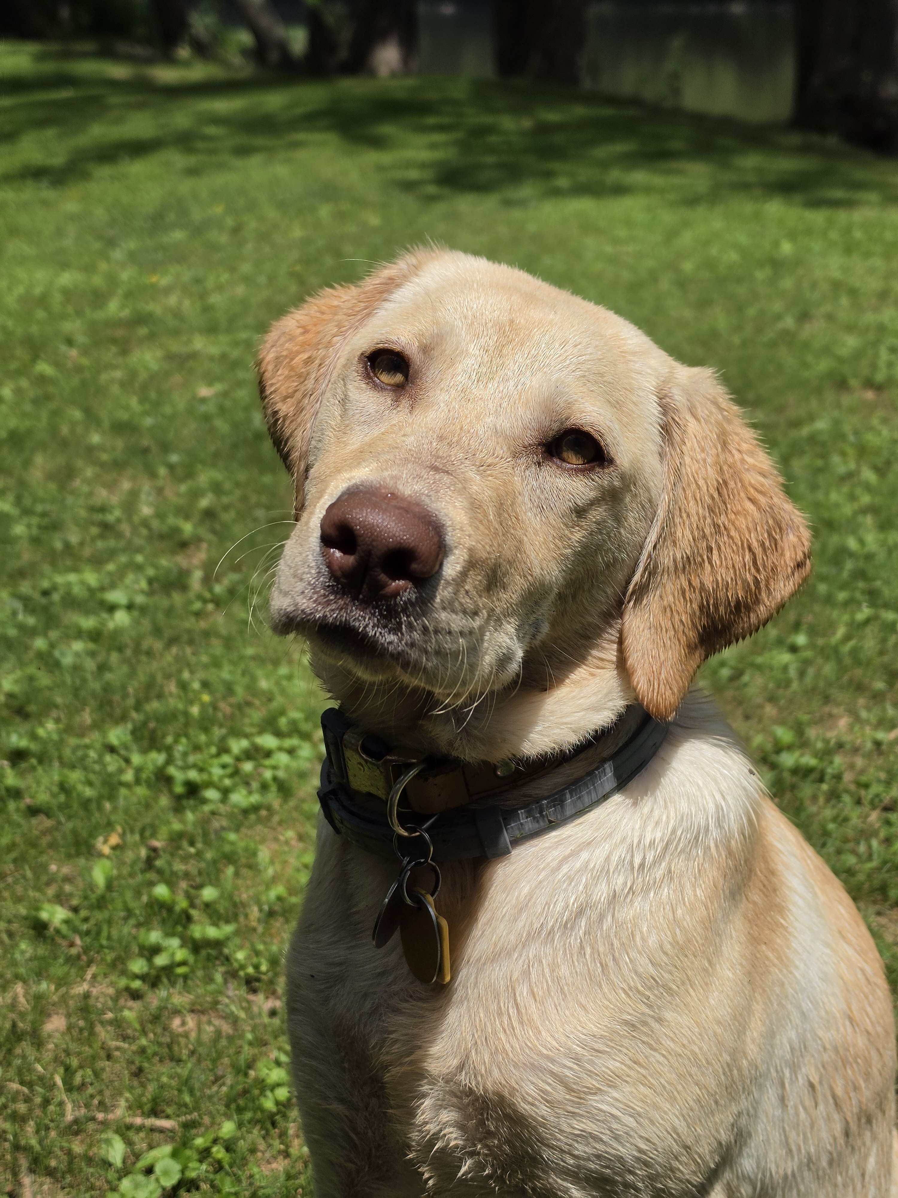 8 Month Female Yellow Lab Looking for Home image 1