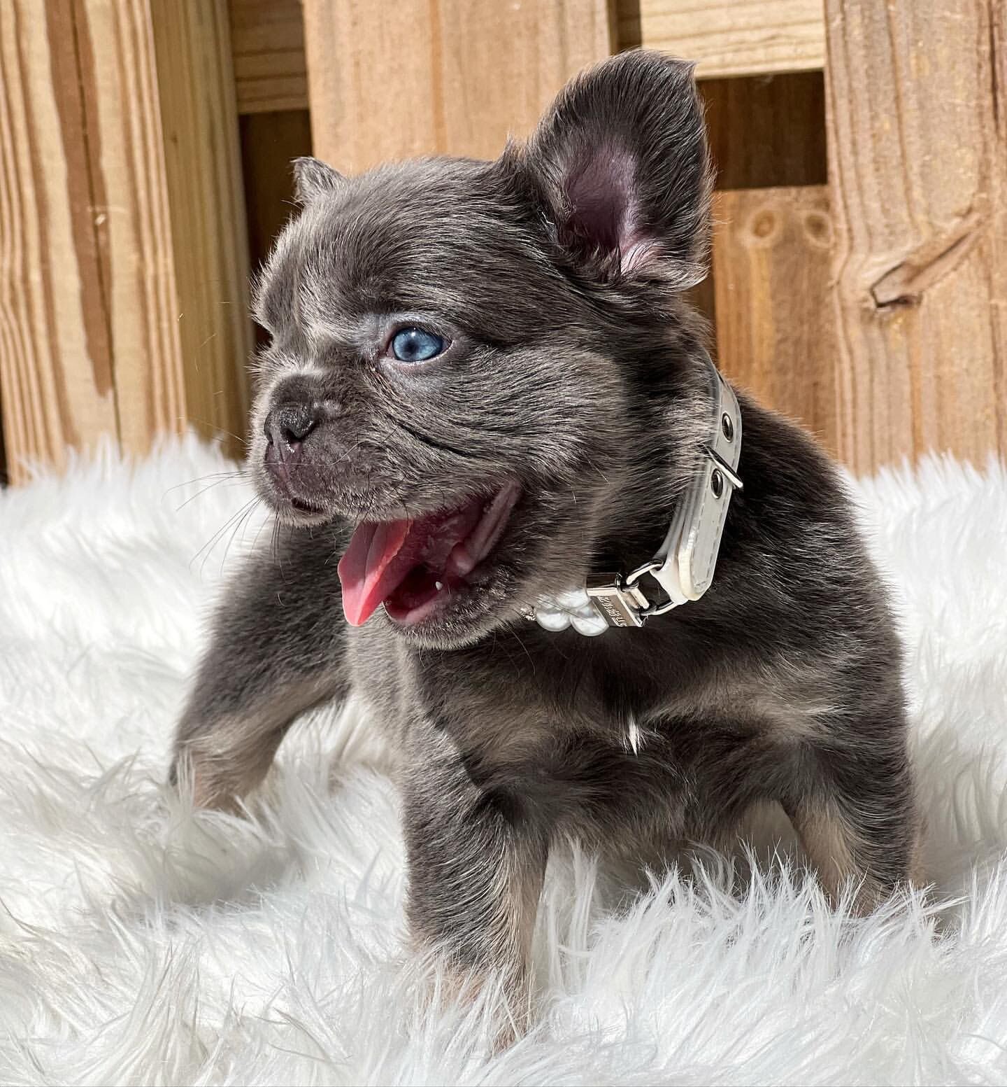 BEST French Bulldog Puppies, Blue Family image 2