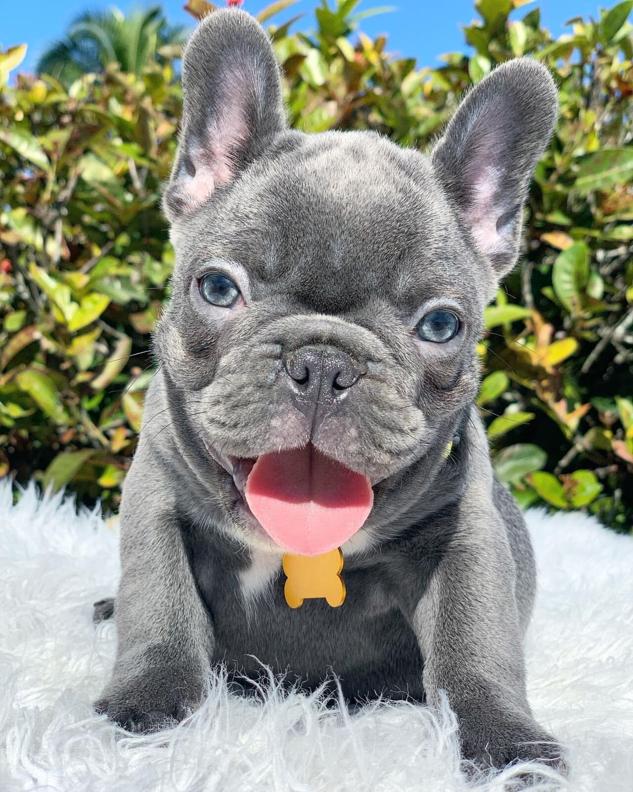 BEST French Bulldog Puppies, Blue Family image 1