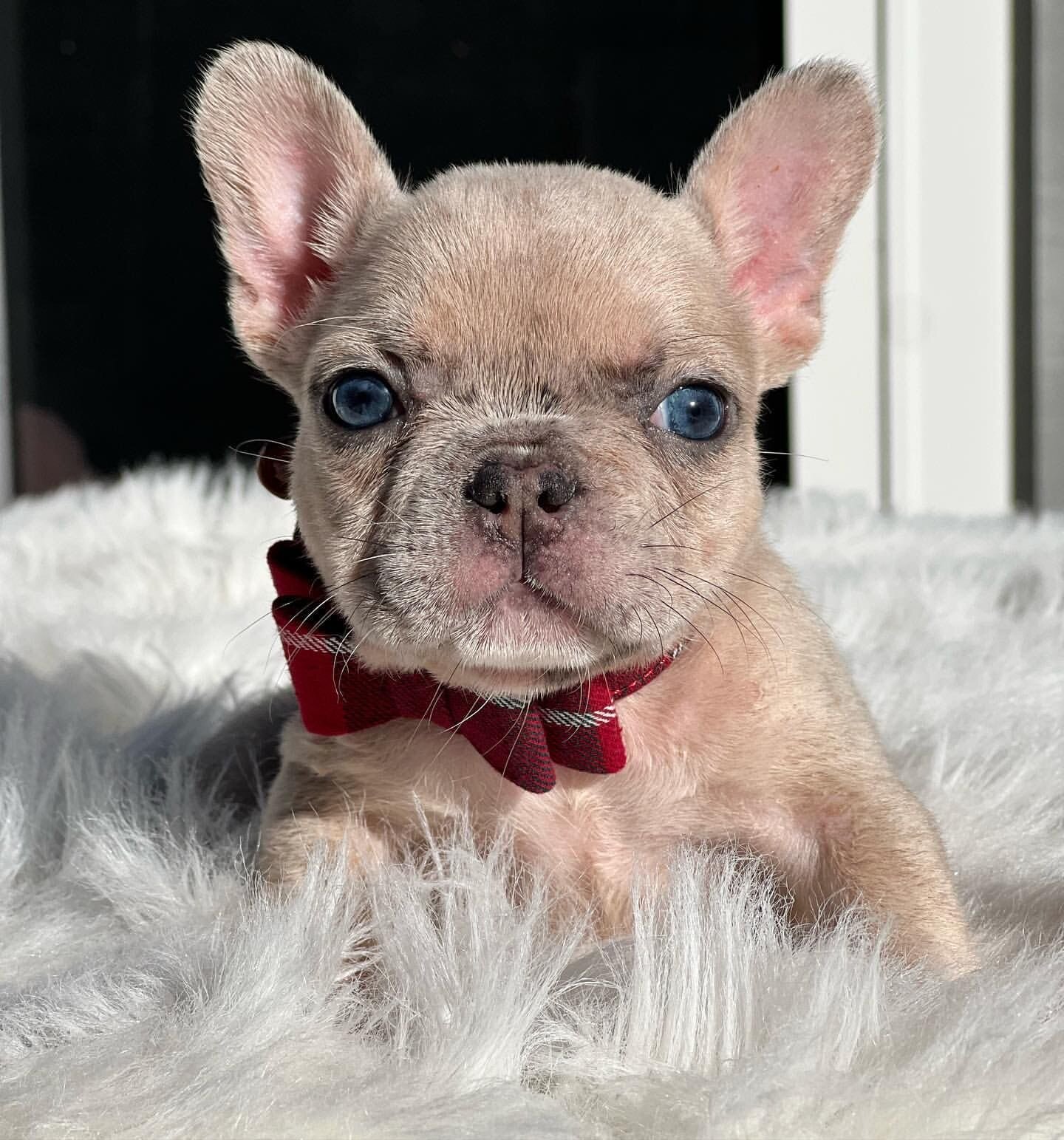 BEST French Bulldog Puppies, Blue Family image 3