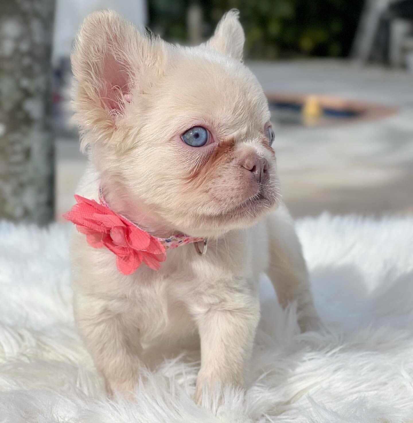 BEST French Bulldog Puppies, Blue Family image 4