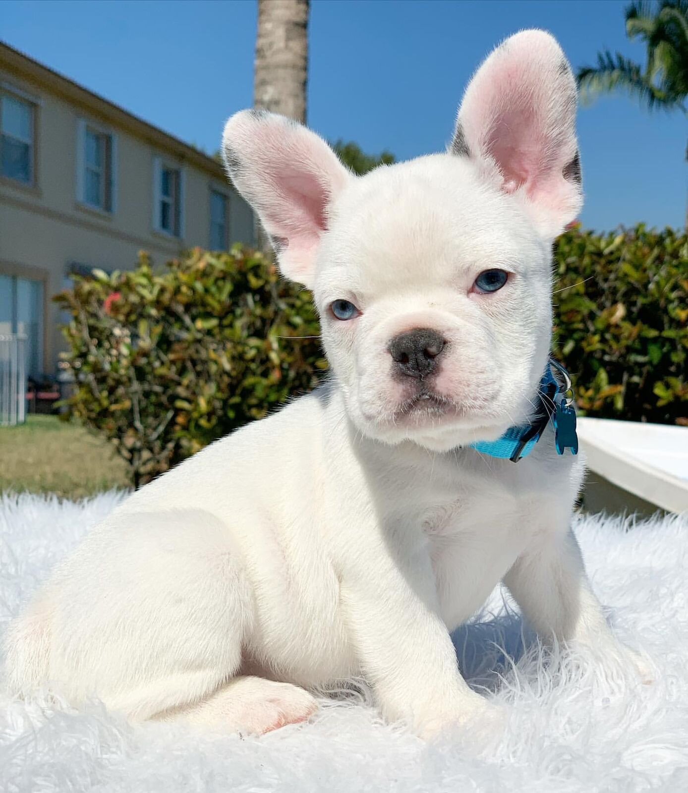 BEST French Bulldog Puppies, Blue Family image 5