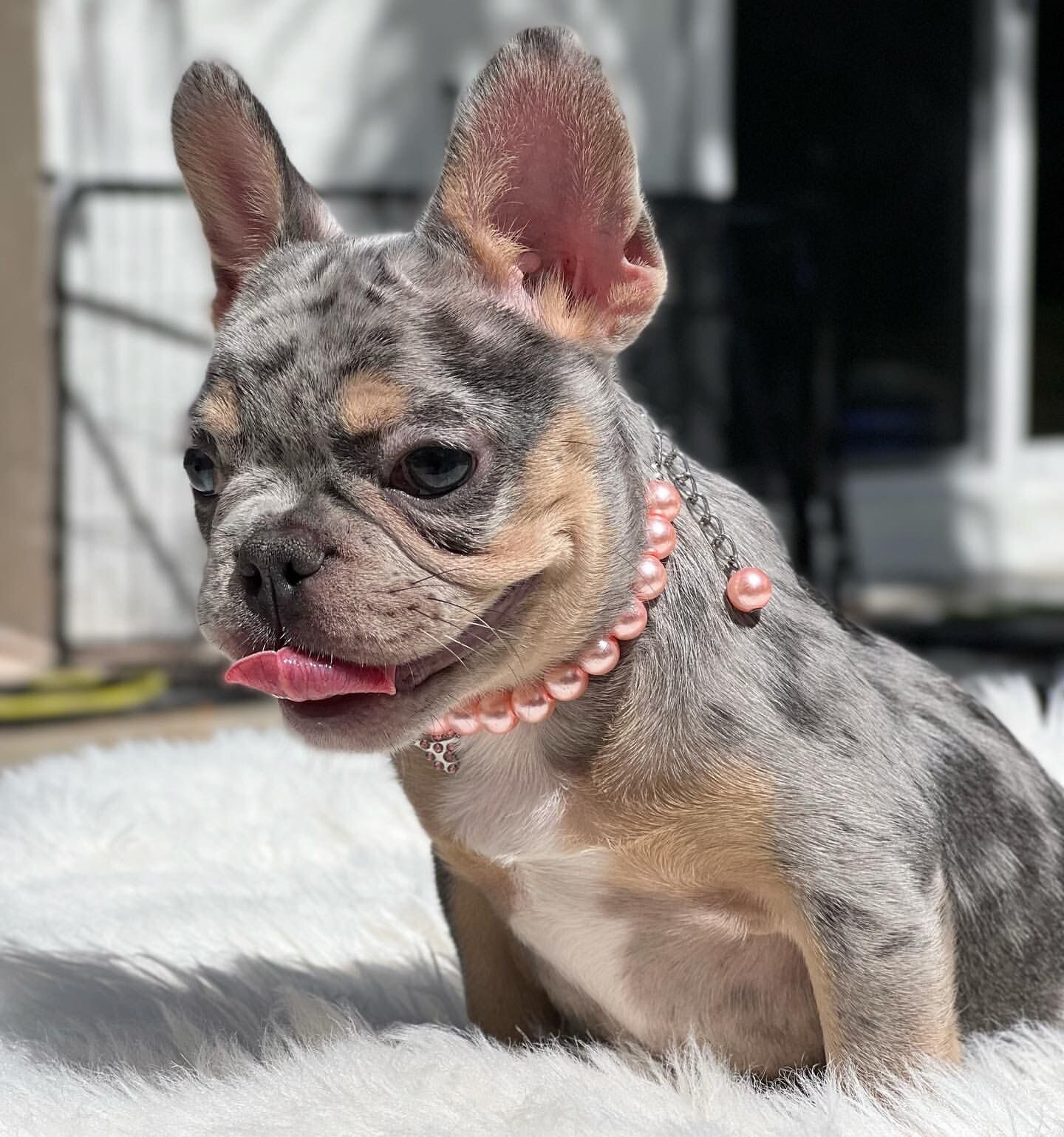 BEST French Bulldog Puppies, Blue Family image 6