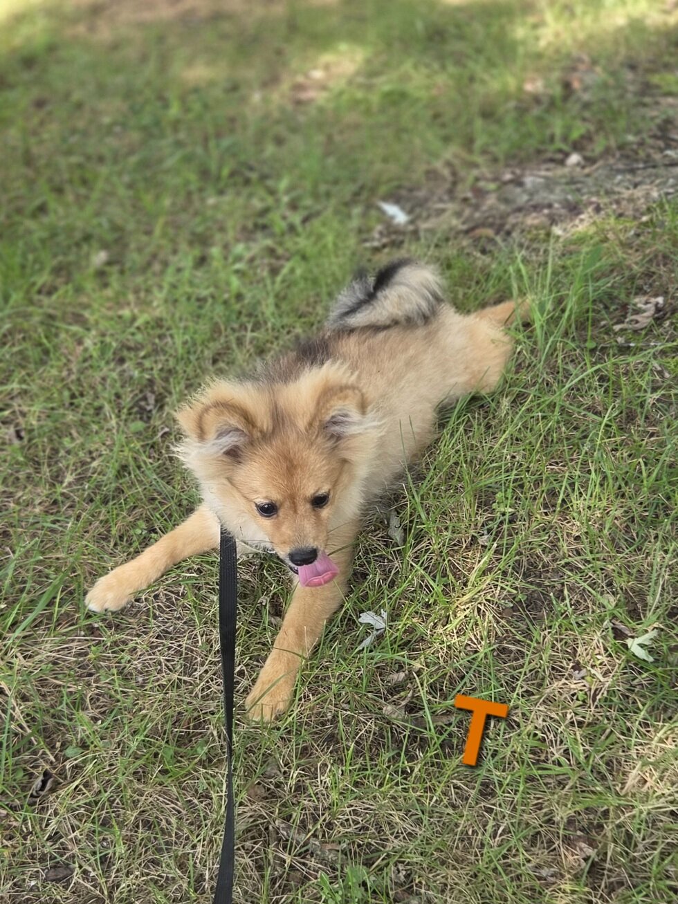 Teddy image 10