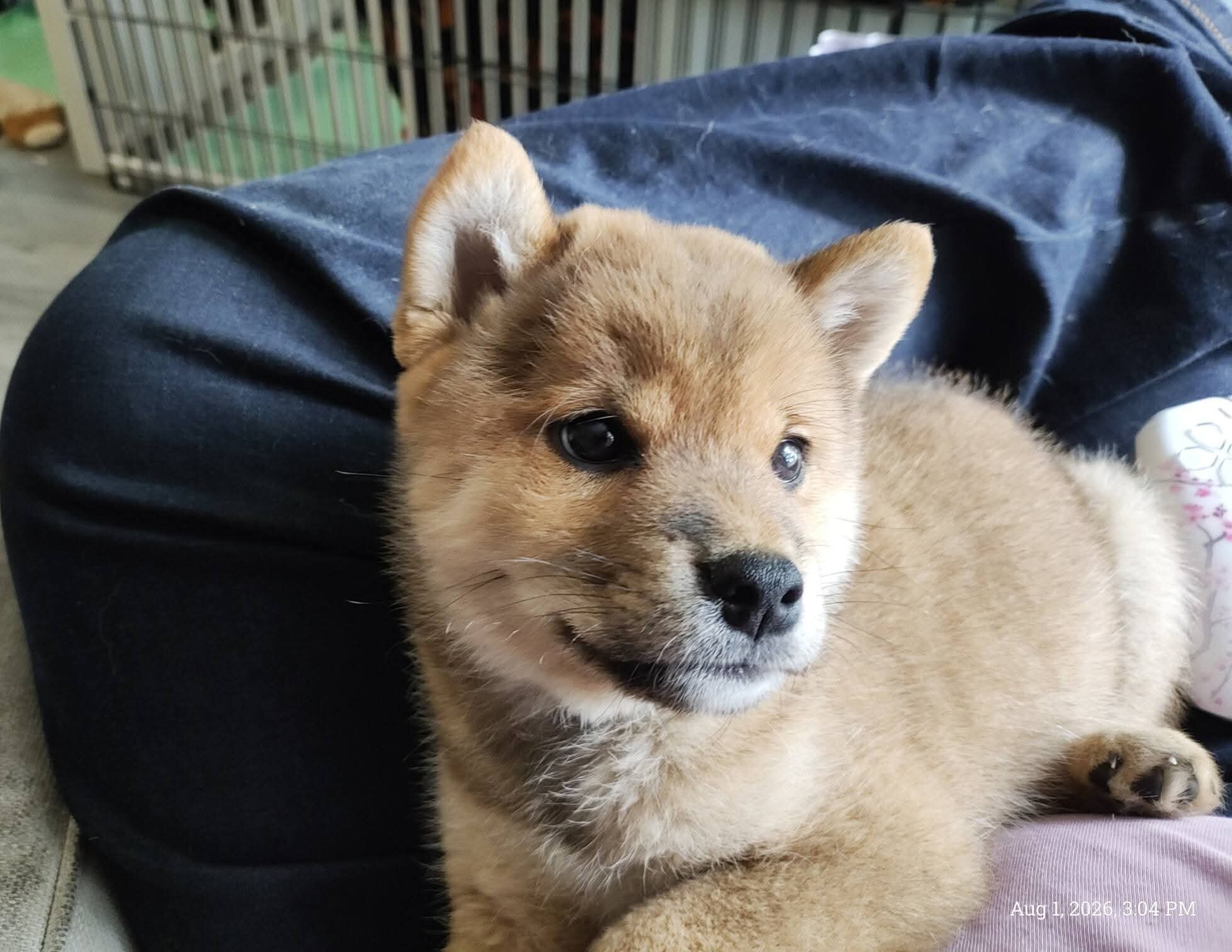 NR Shiba Inu male image 1