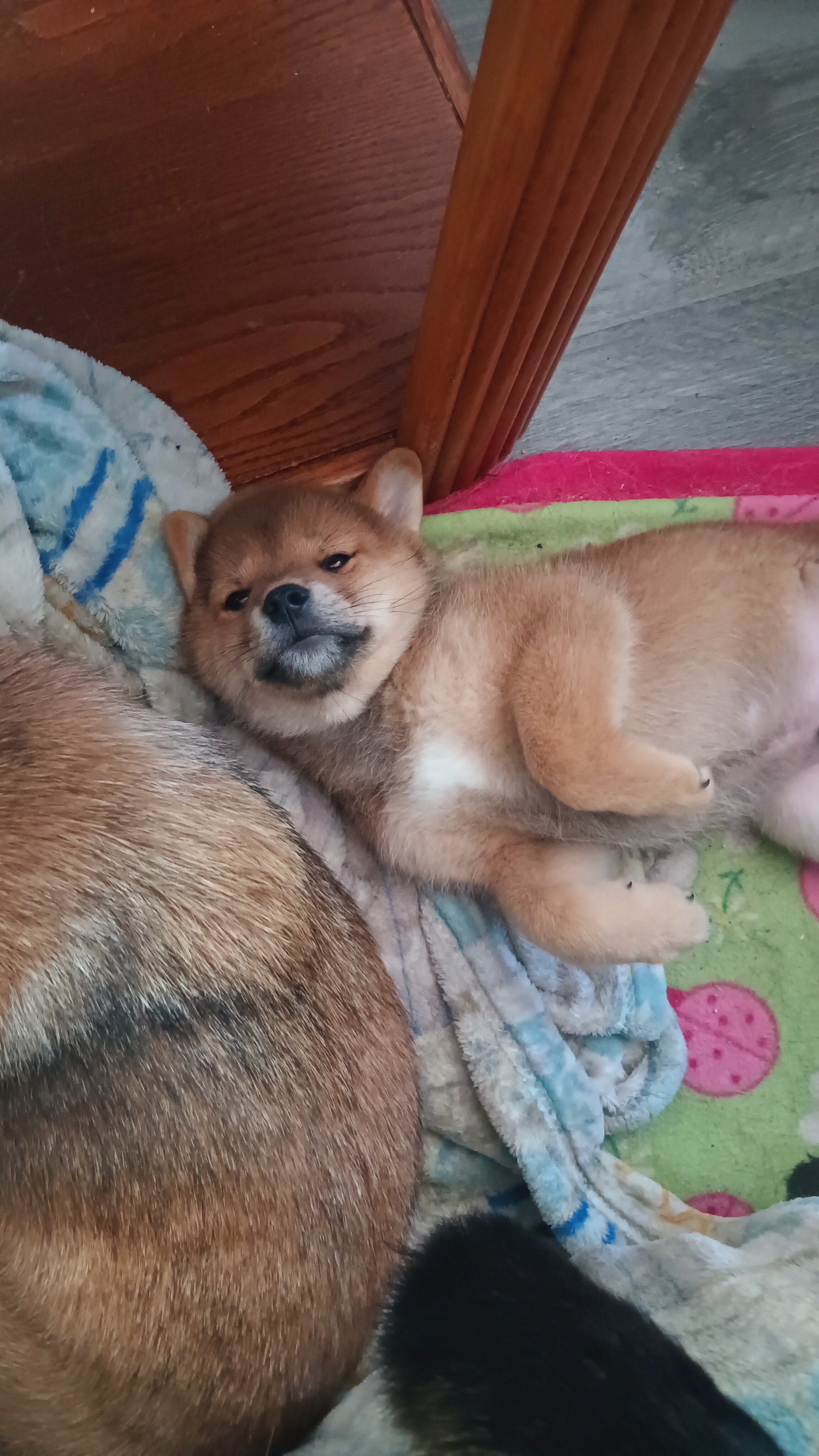 NR Shiba Inu male image 2