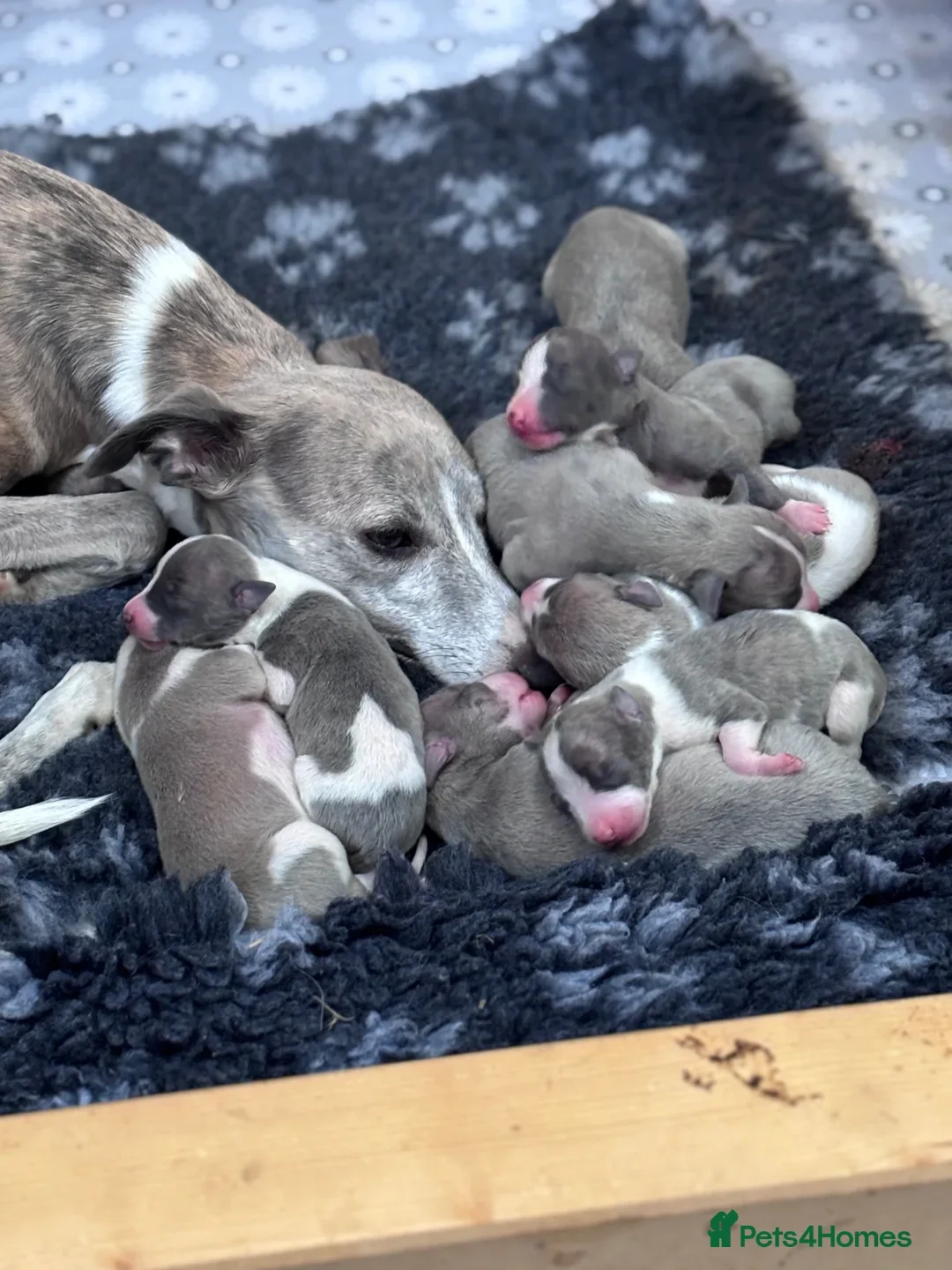 Beautiful chunky KC blue fawn brindle whippet pups image 10