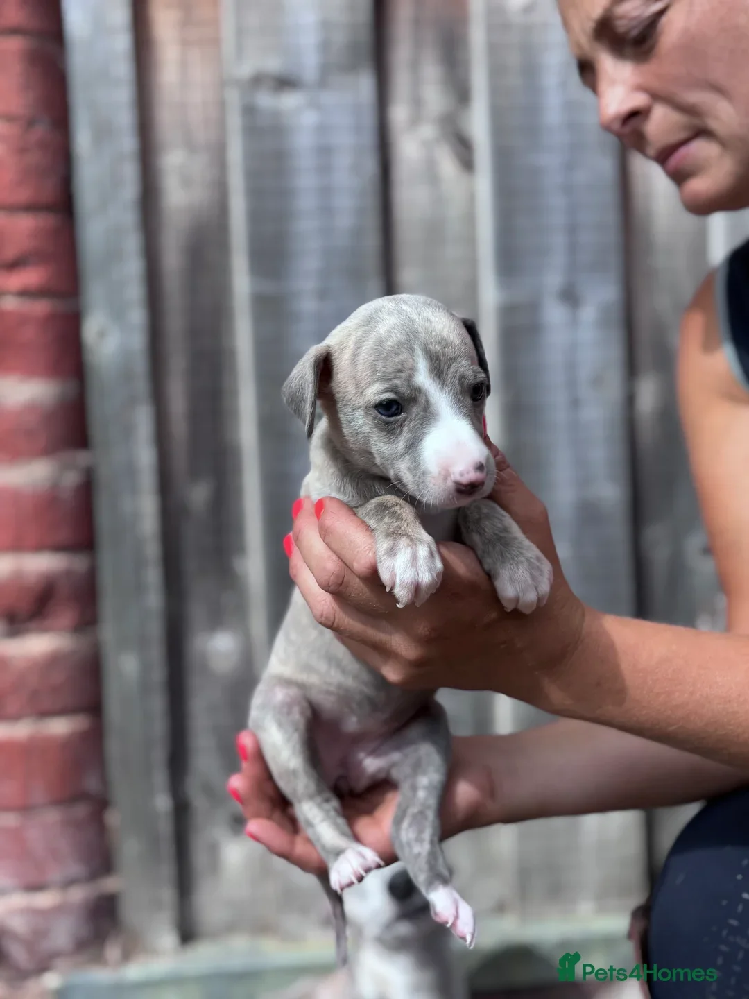 Beautiful chunky KC blue fawn brindle whippet pups image 1