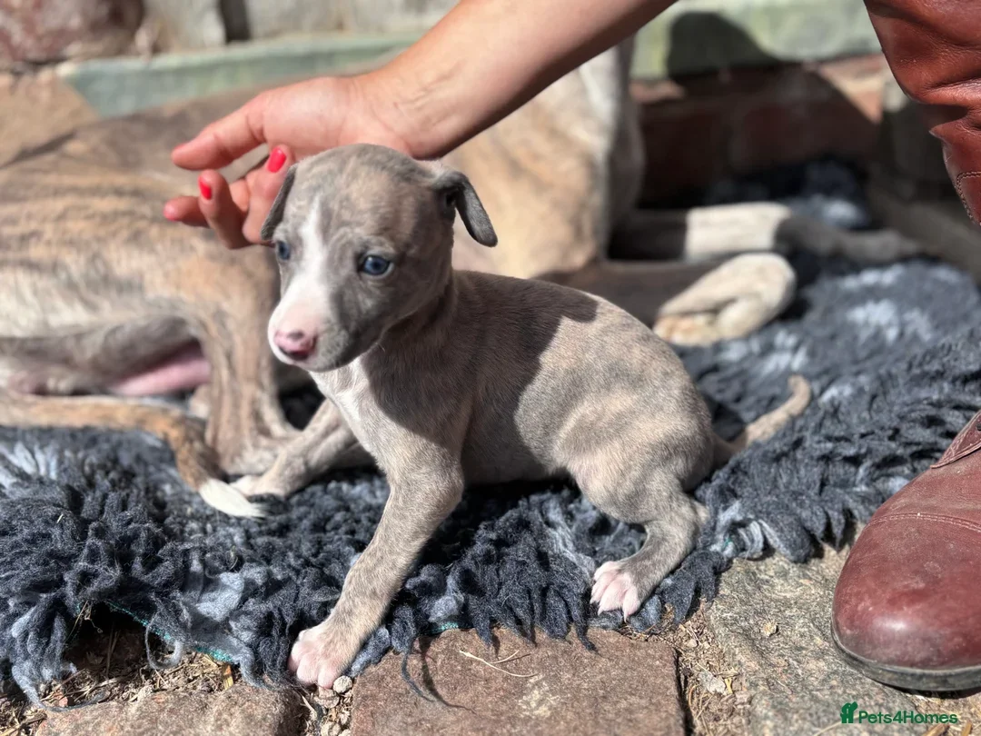Beautiful chunky KC blue fawn brindle whippet pups image 9