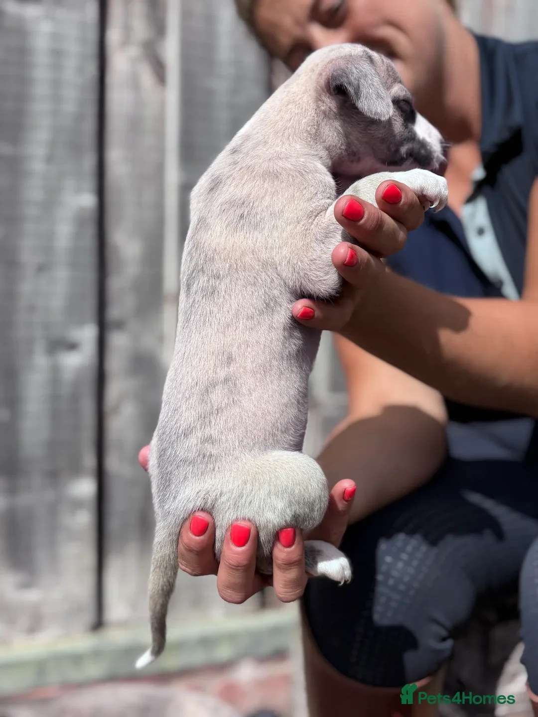 Beautiful chunky KC blue fawn brindle whippet pups image 7