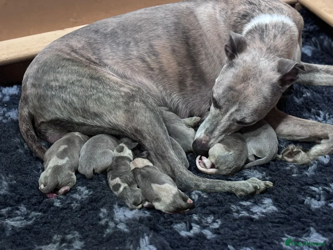 Beautiful chunky KC blue fawn brindle whippet pups image 8
